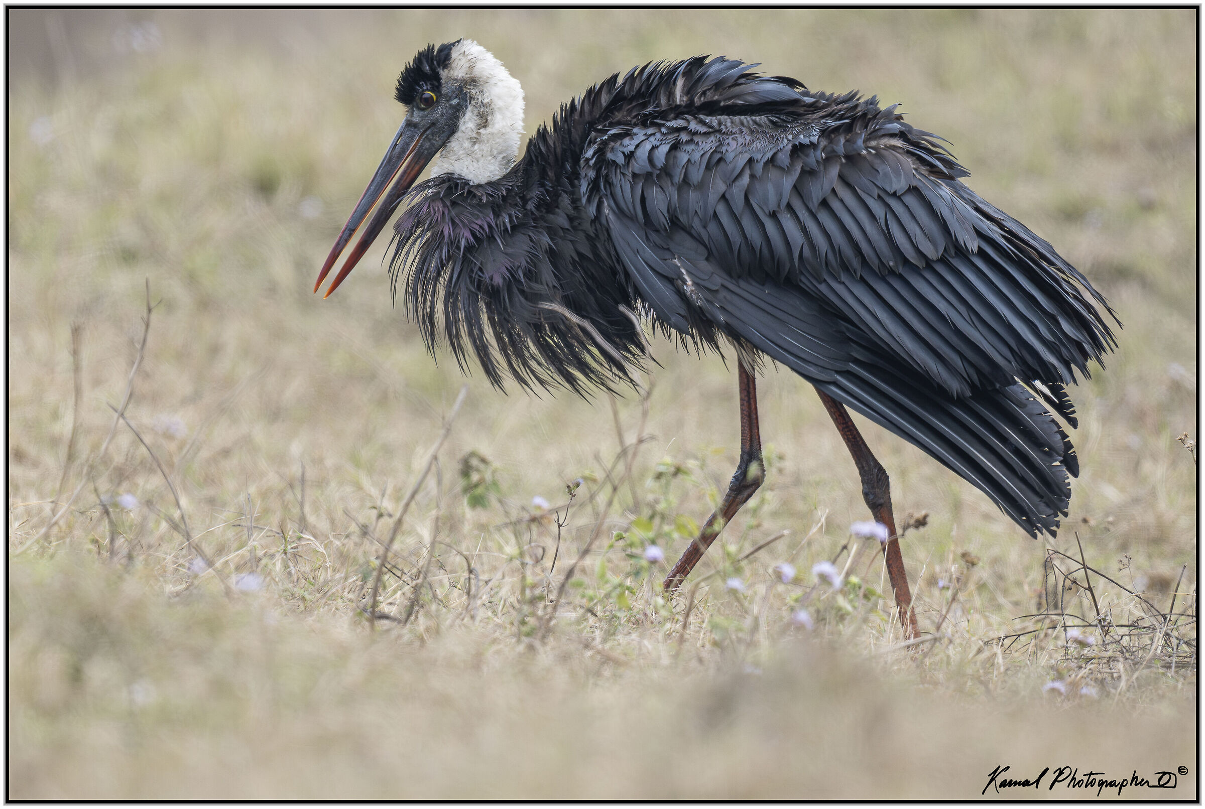 Woolly stork (Ciconia episcopus)