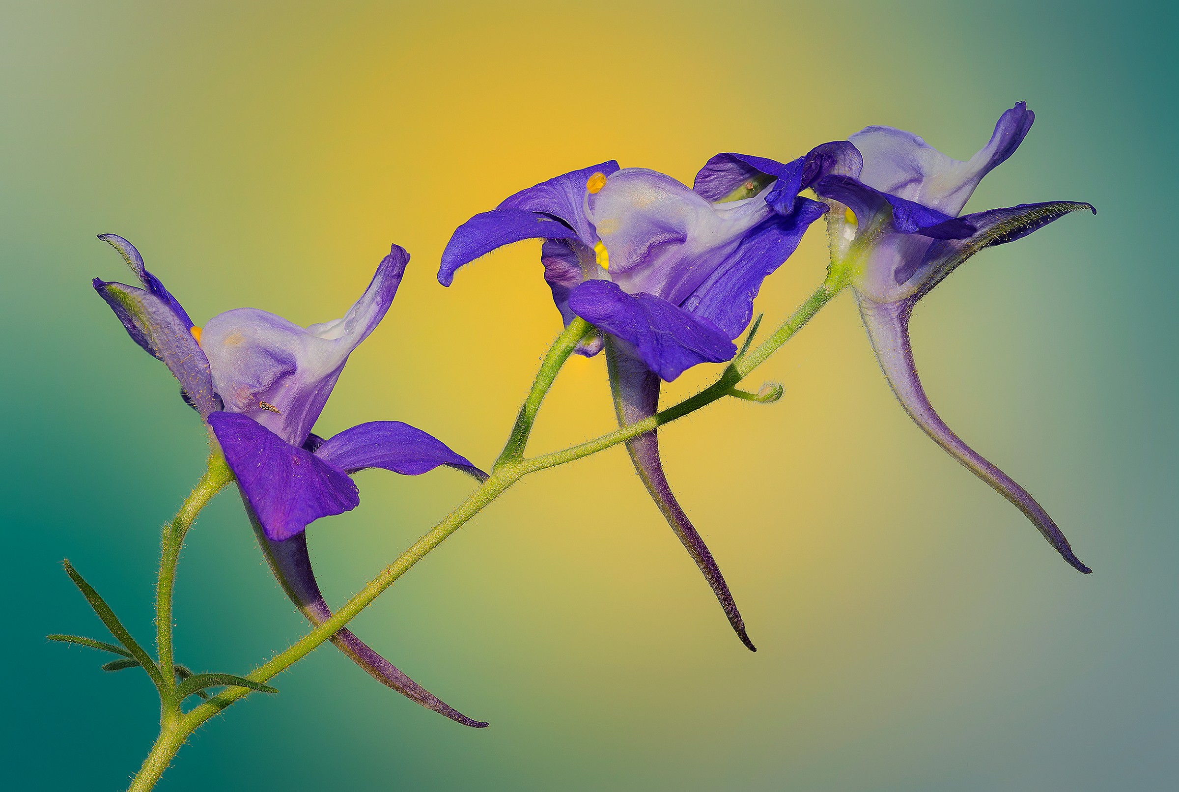 Aspettando le ''tre cime''