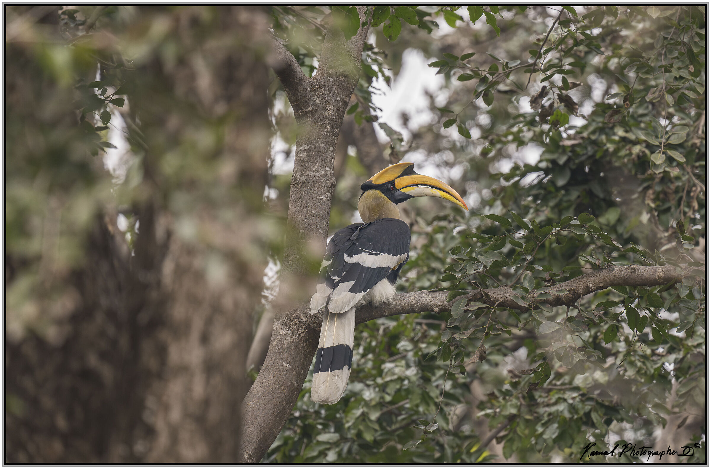 Hornbill (Buceros bicornis)