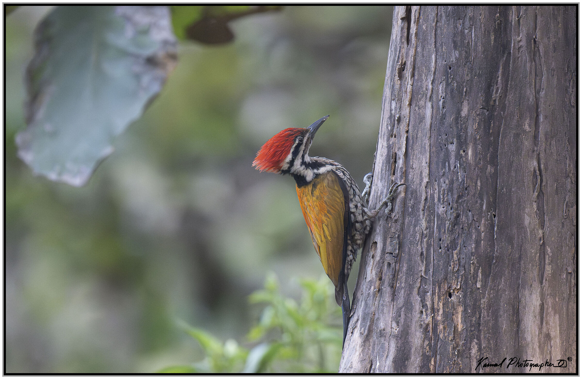 Golden-backed Woodpecker (or Tawny-backed Woodpecker)