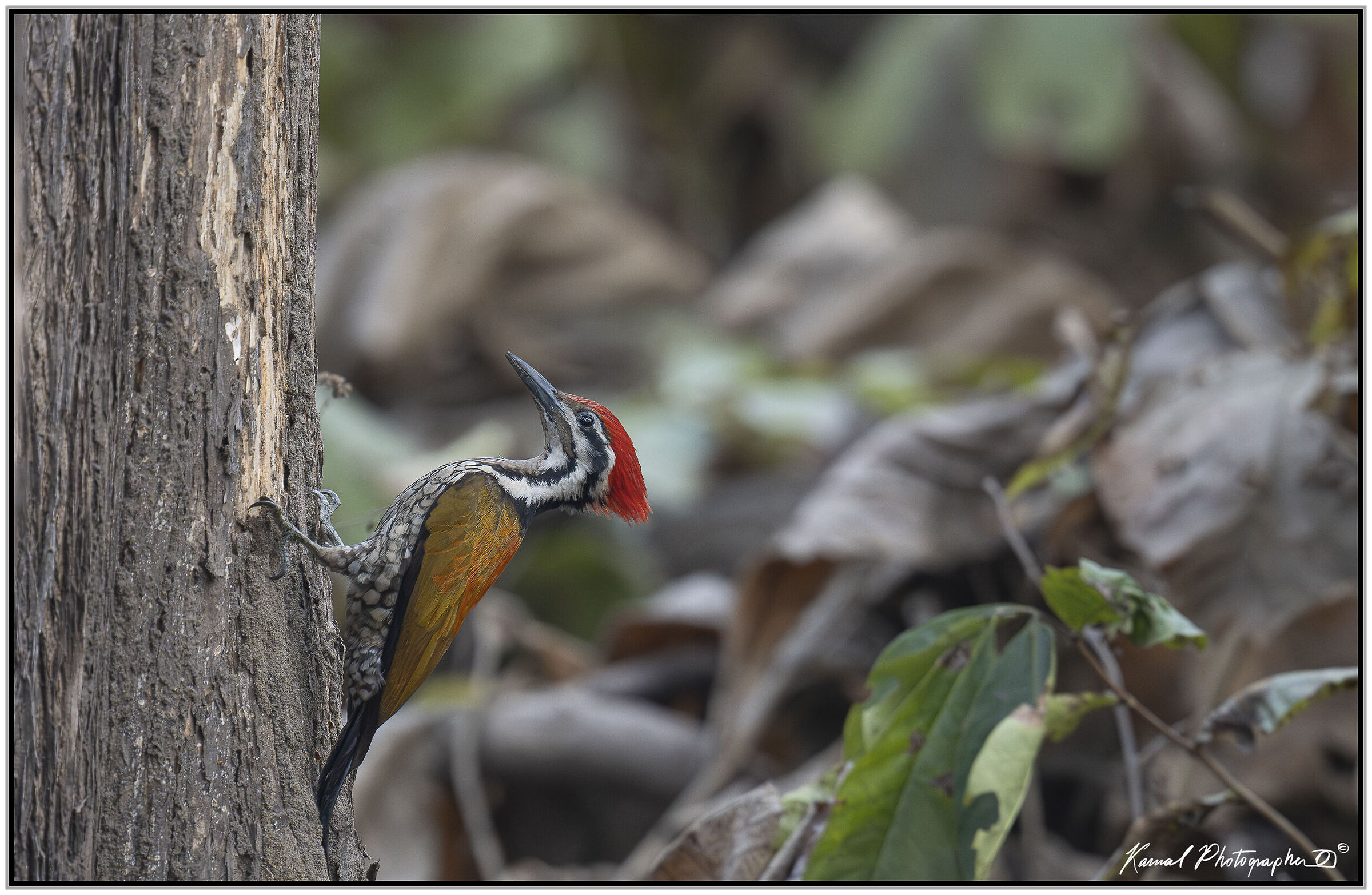 Golden-backed Woodpecker (or Tawny-backed Woodpecker)