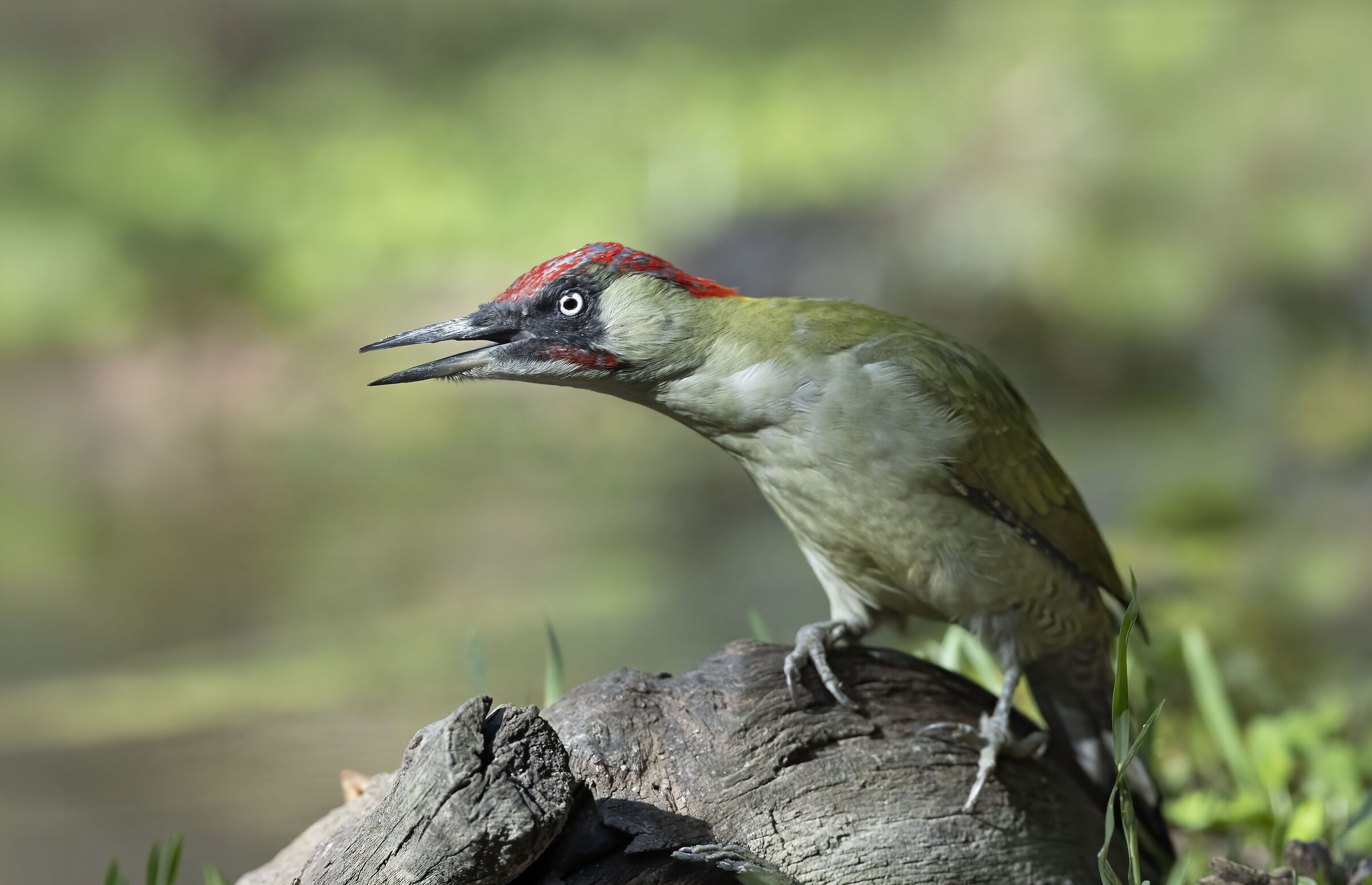 picchio verde con grinta