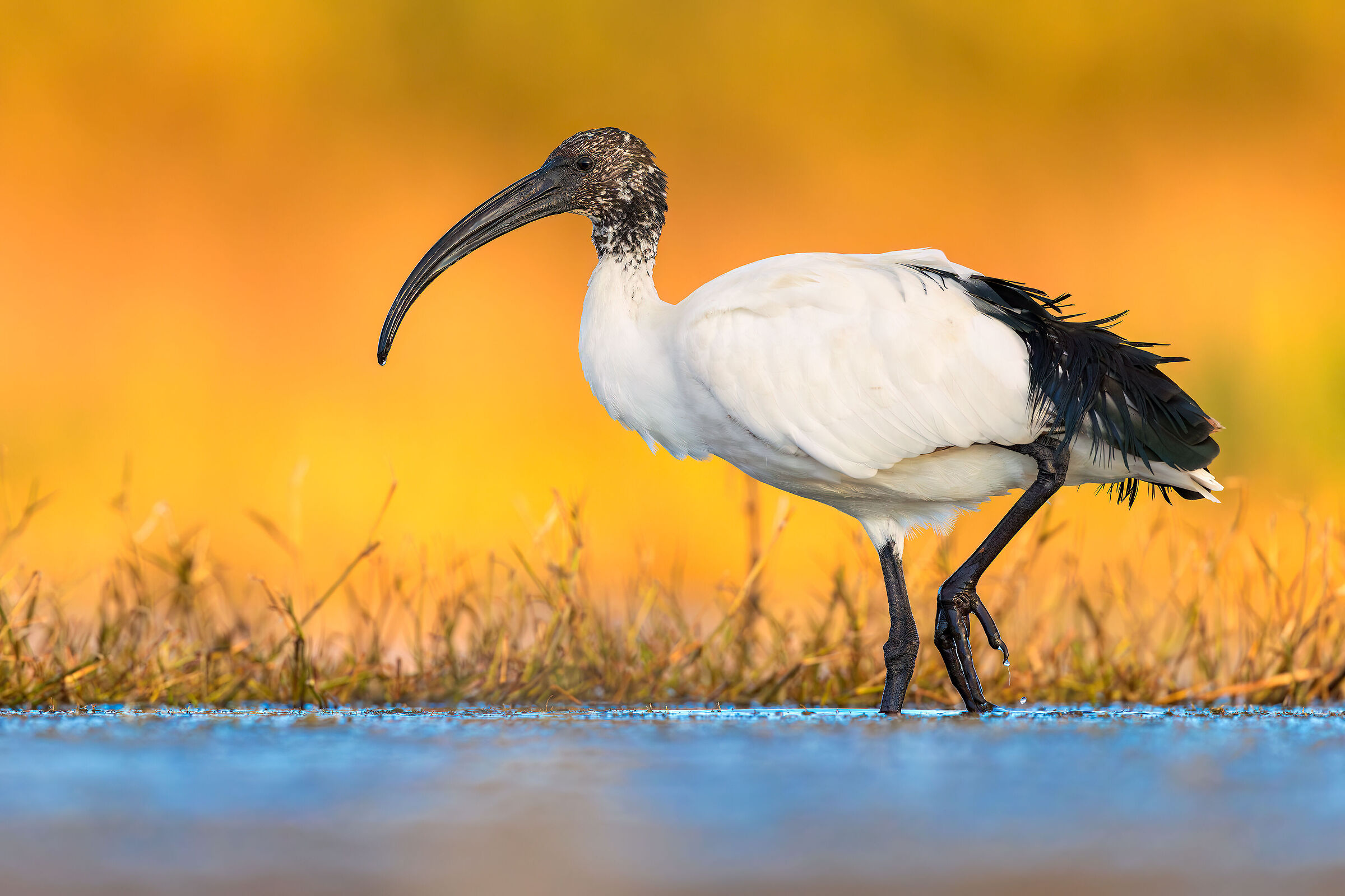 Ibis Sacro