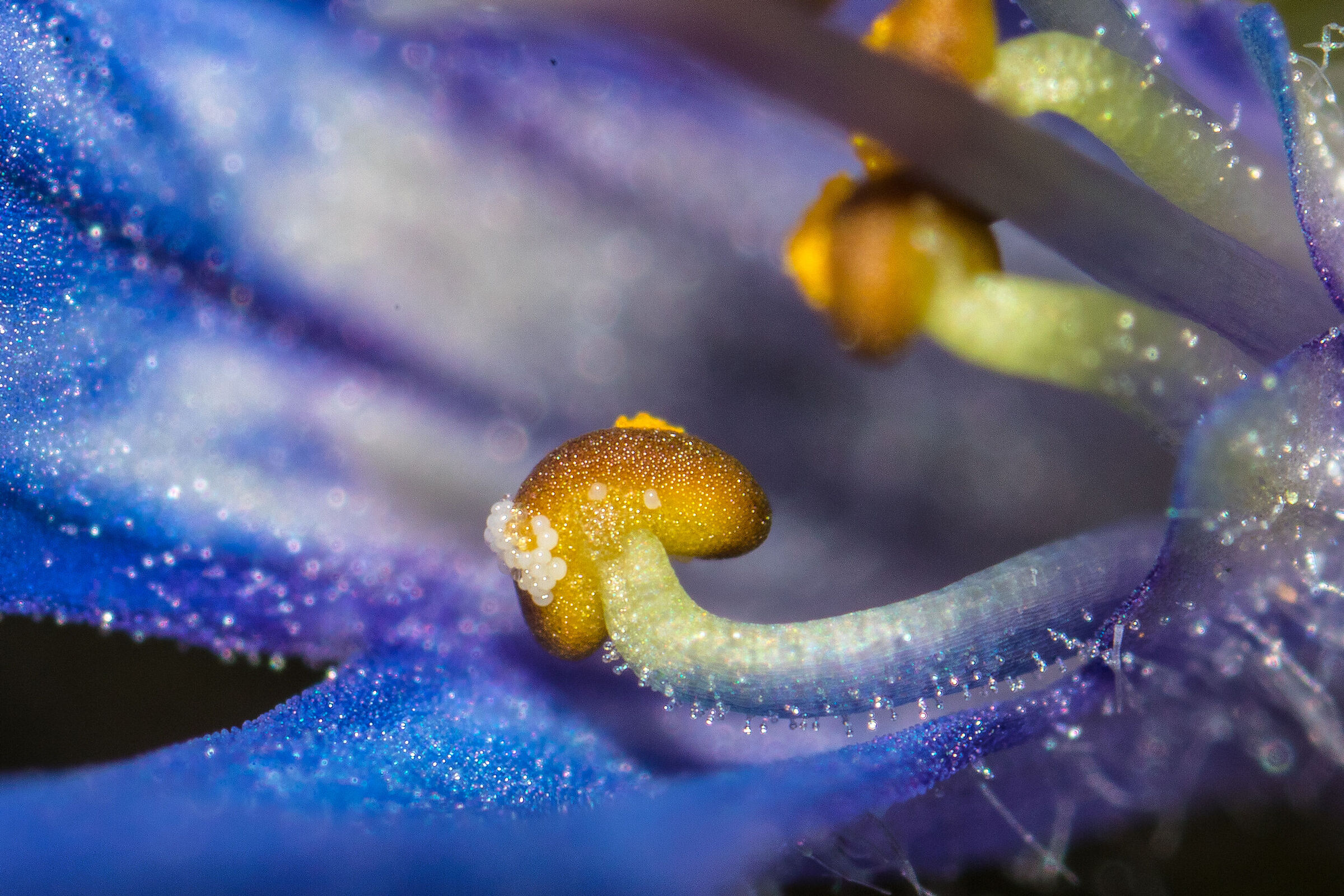Stamens