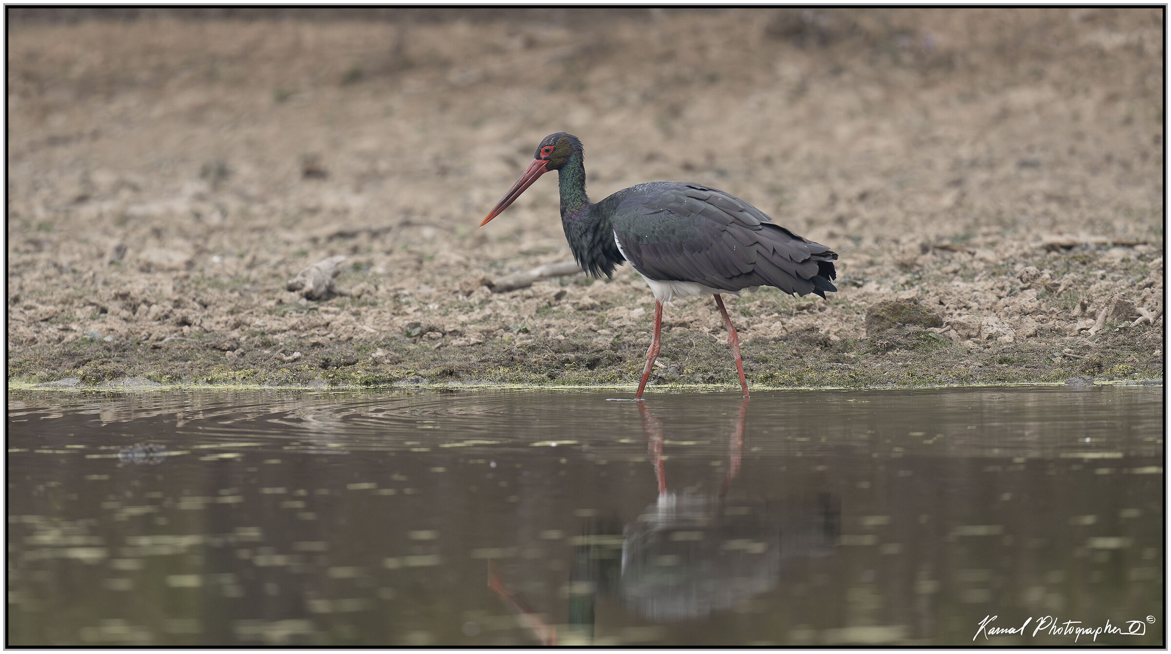 Black stork (Ciconia nigra)