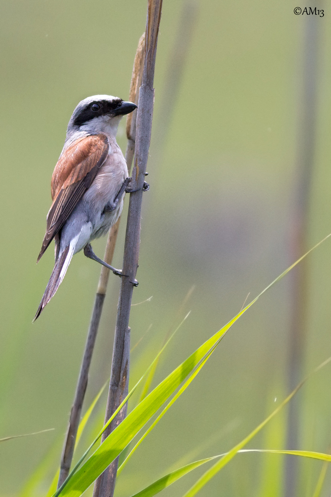 Shrike Small Male