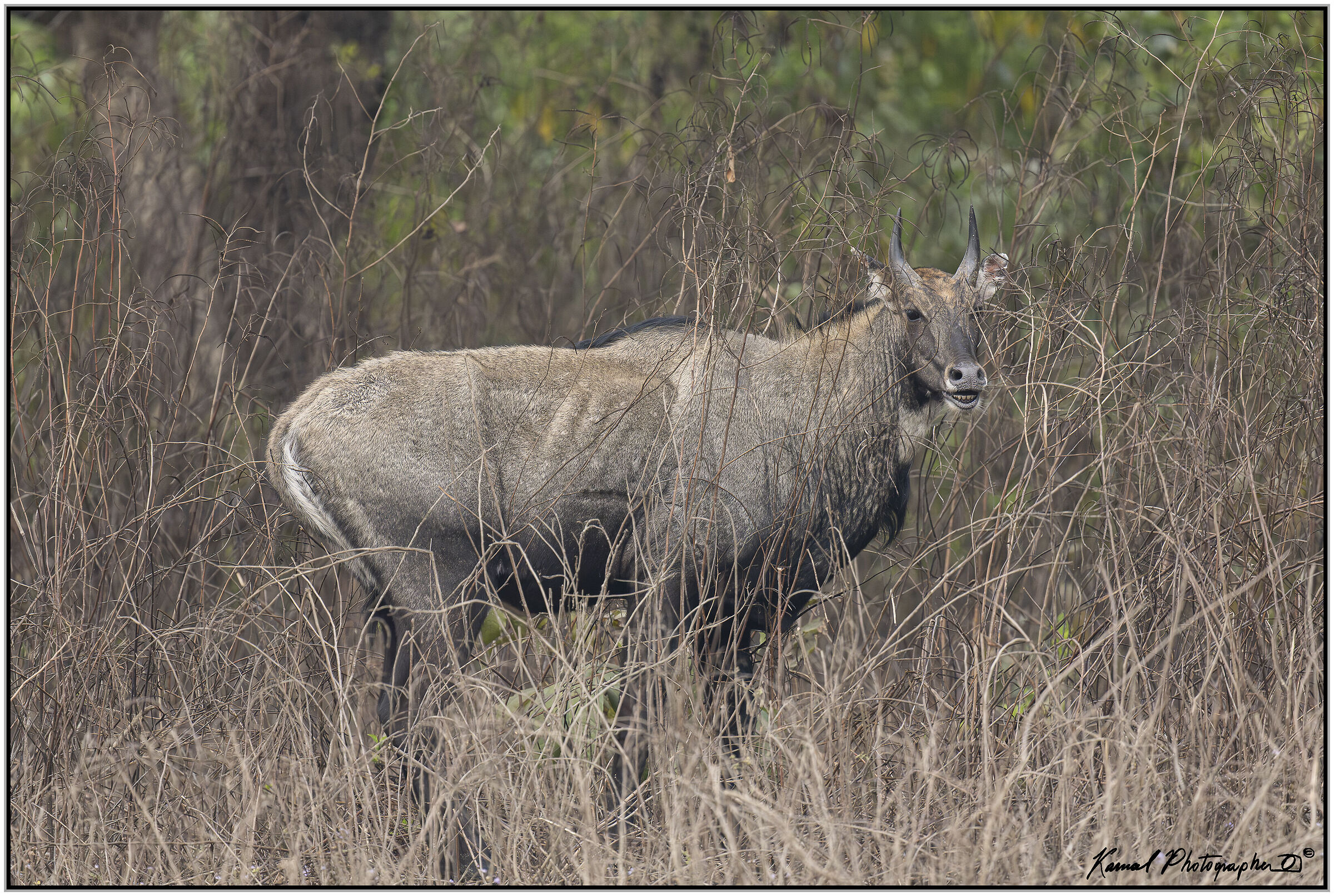 Nilgai (Boselaphus tragocamelus)