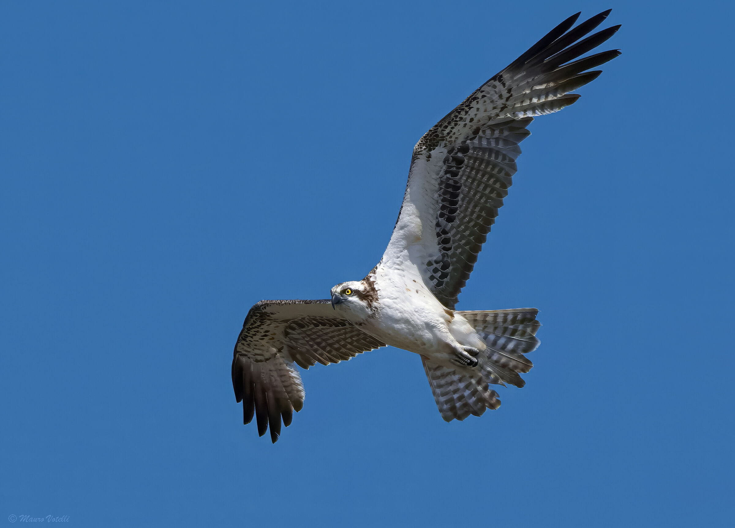 Osprey (Pandion haliaetus)