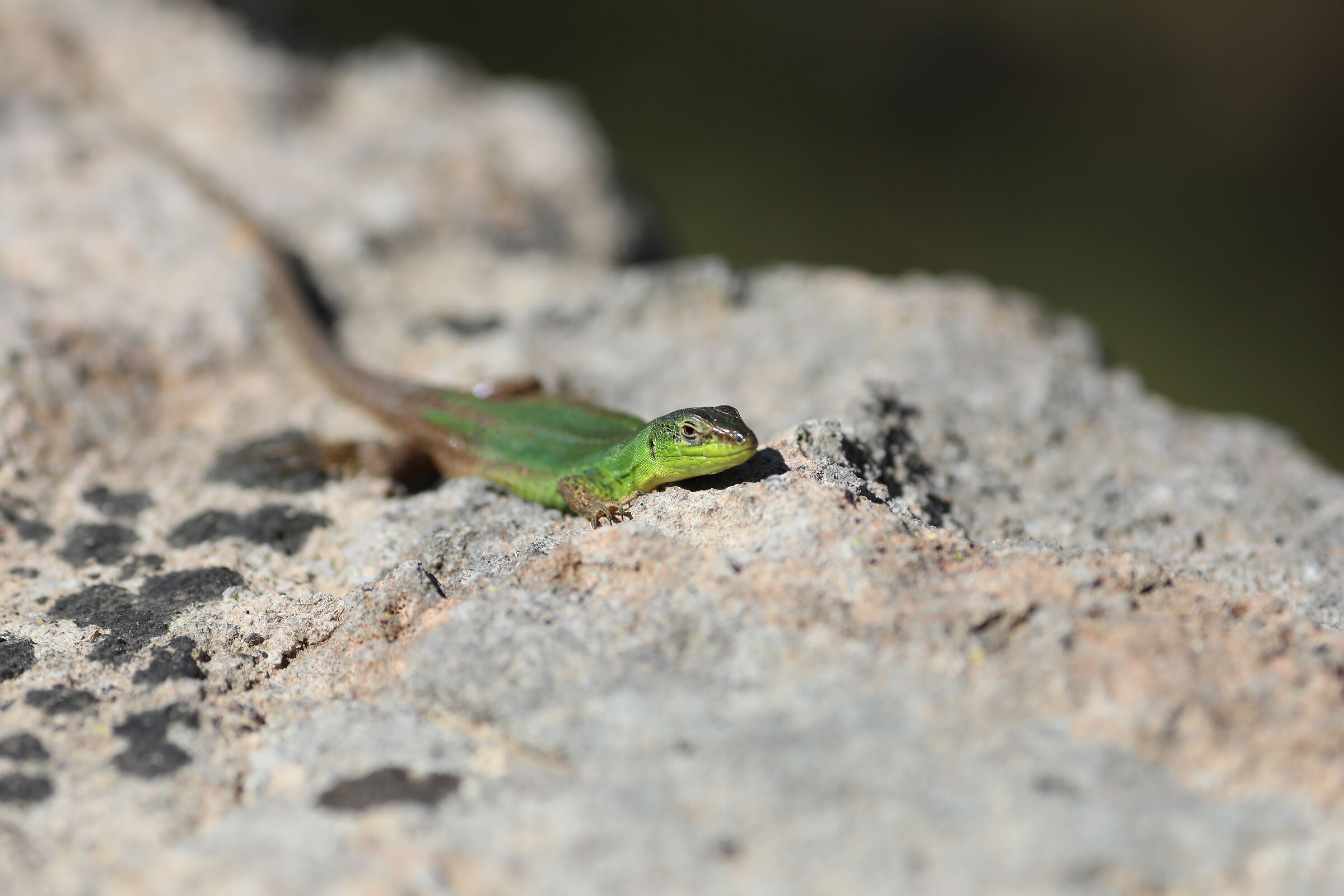 " Crop 189 " Canon 135 F. 2 L II+ TC 1.4x III, 5 D IV