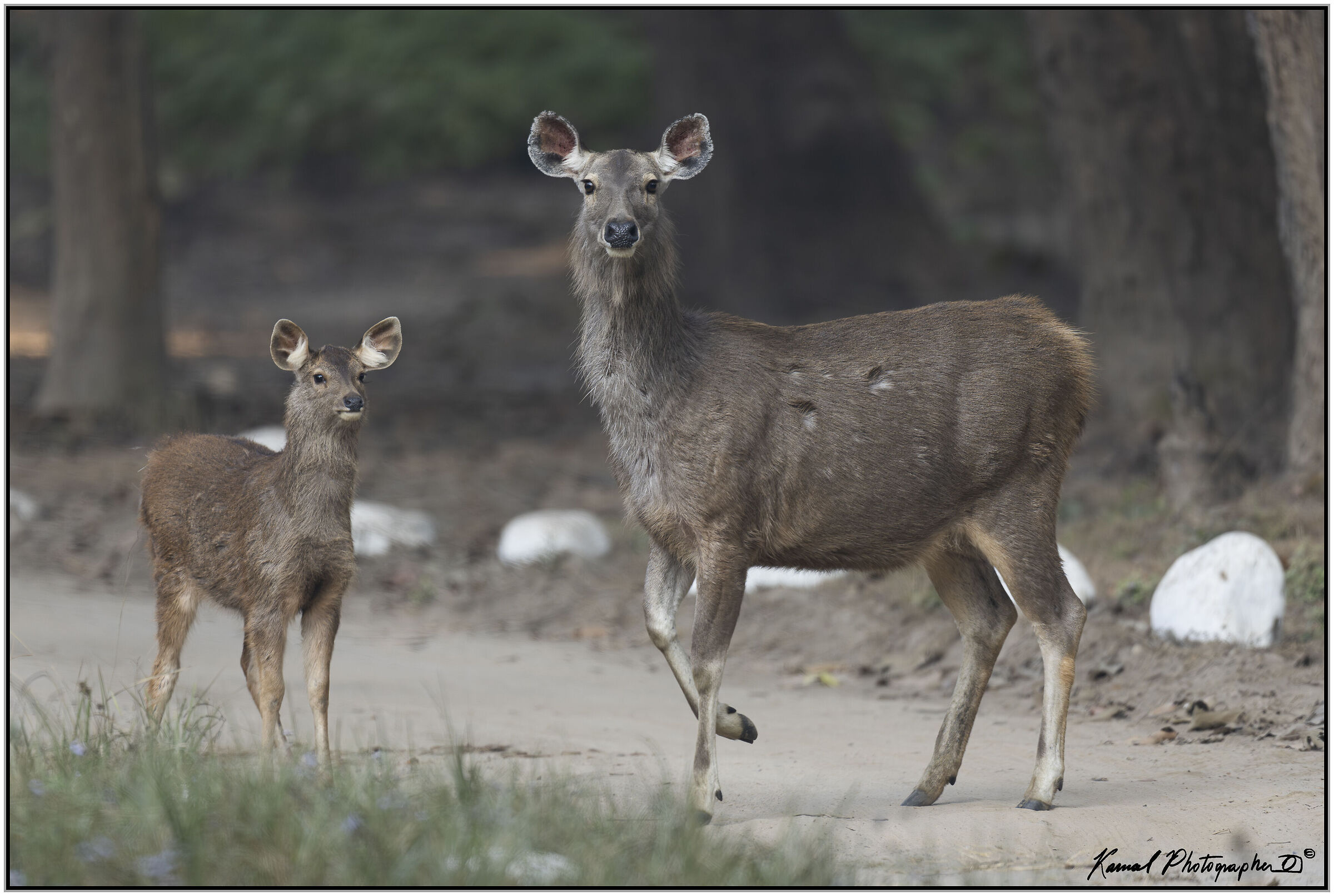 Sambar deer (Rusa unicolor)
