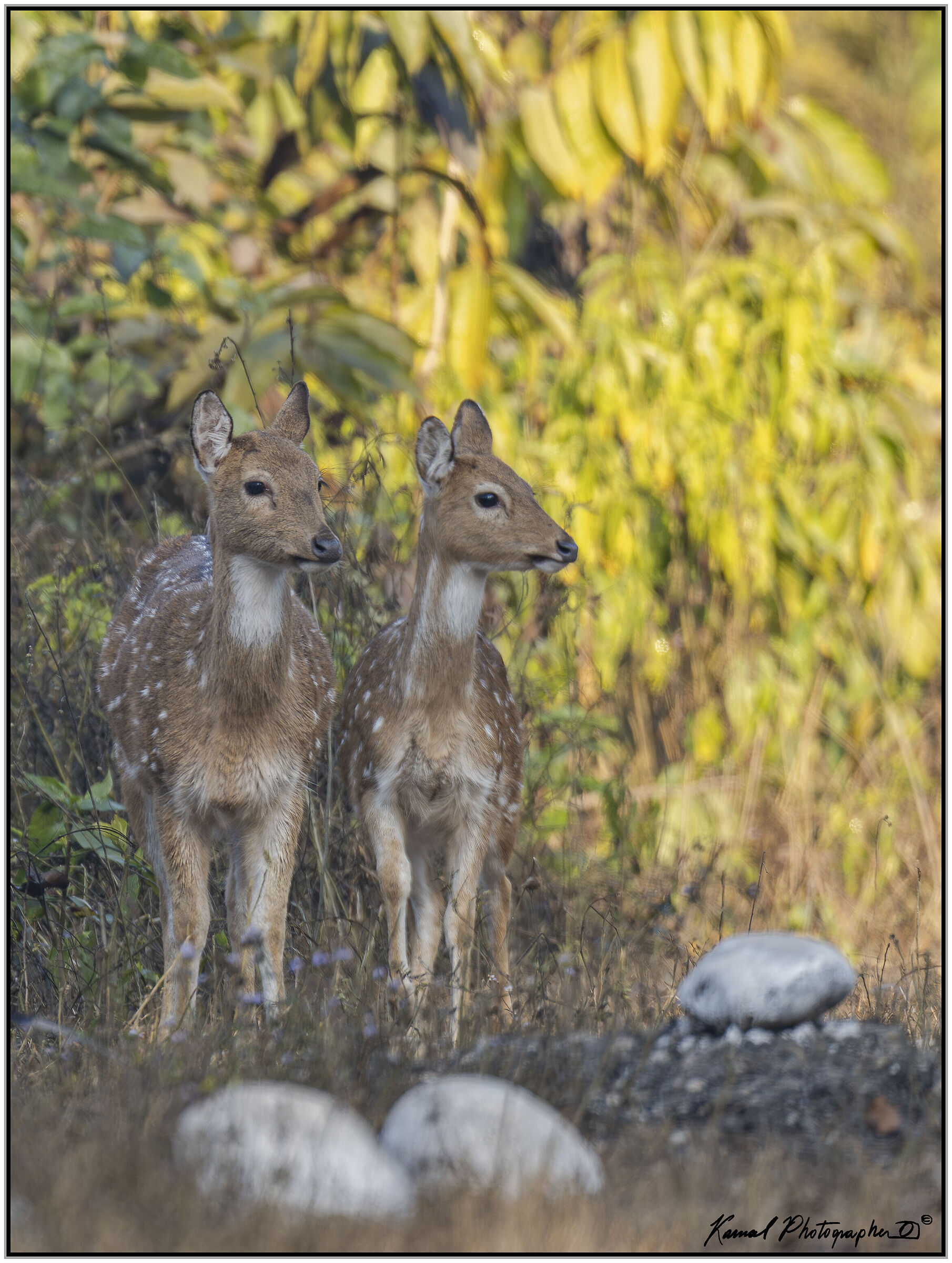 Axis deer (Axis axis)