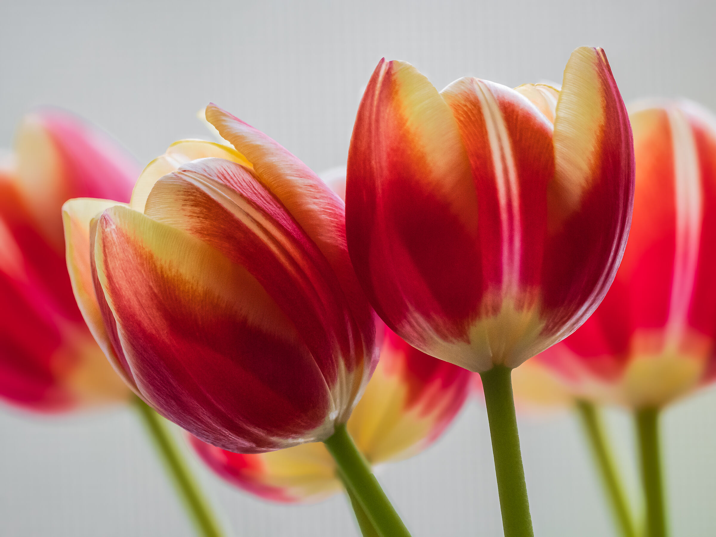 Les Tulipes...
