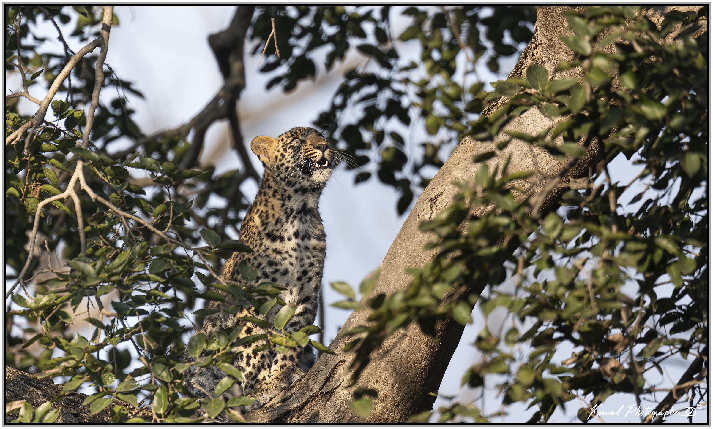 Leopardo(Panthera pardus)