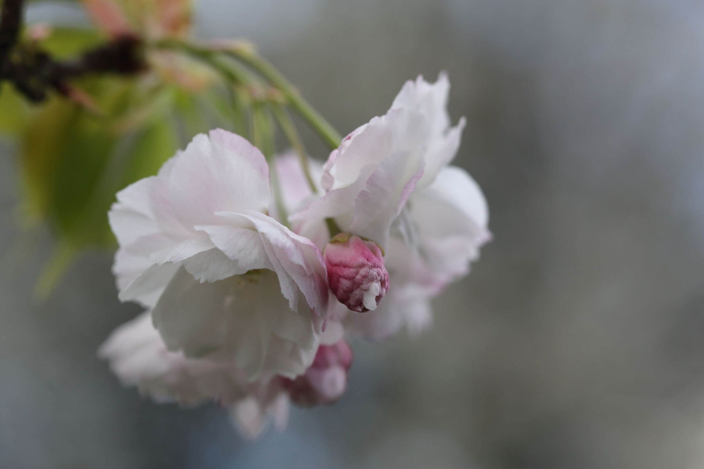 Bilanciamento nel bianco