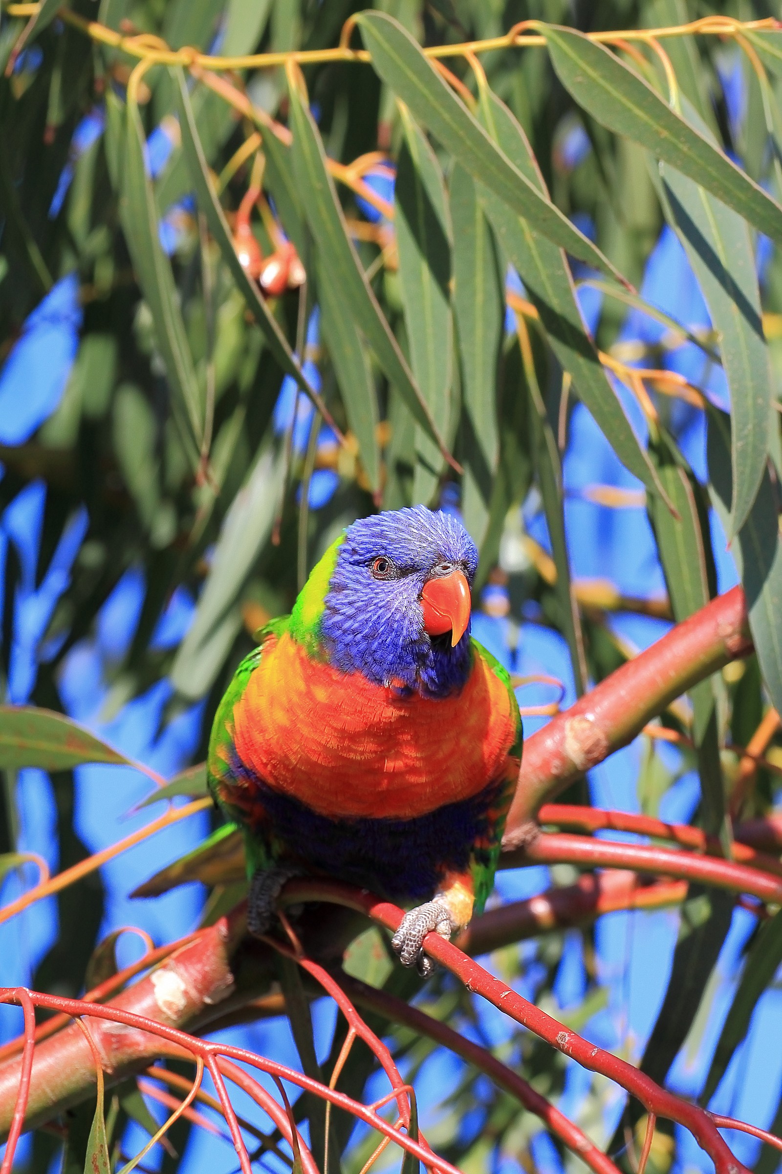 Rainbow Lorikeet