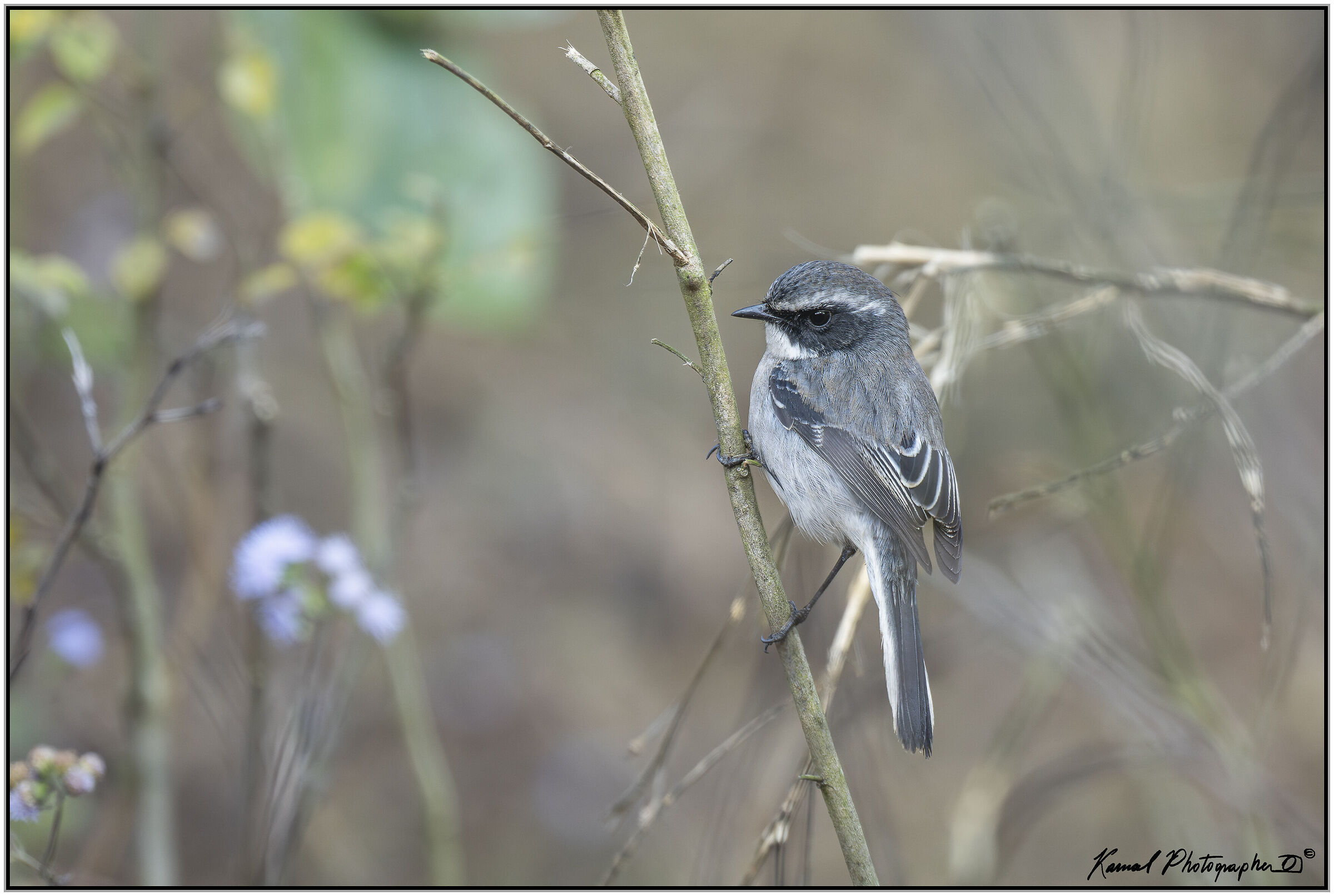 White-breasted flycatcher (Ficedula westermanni)