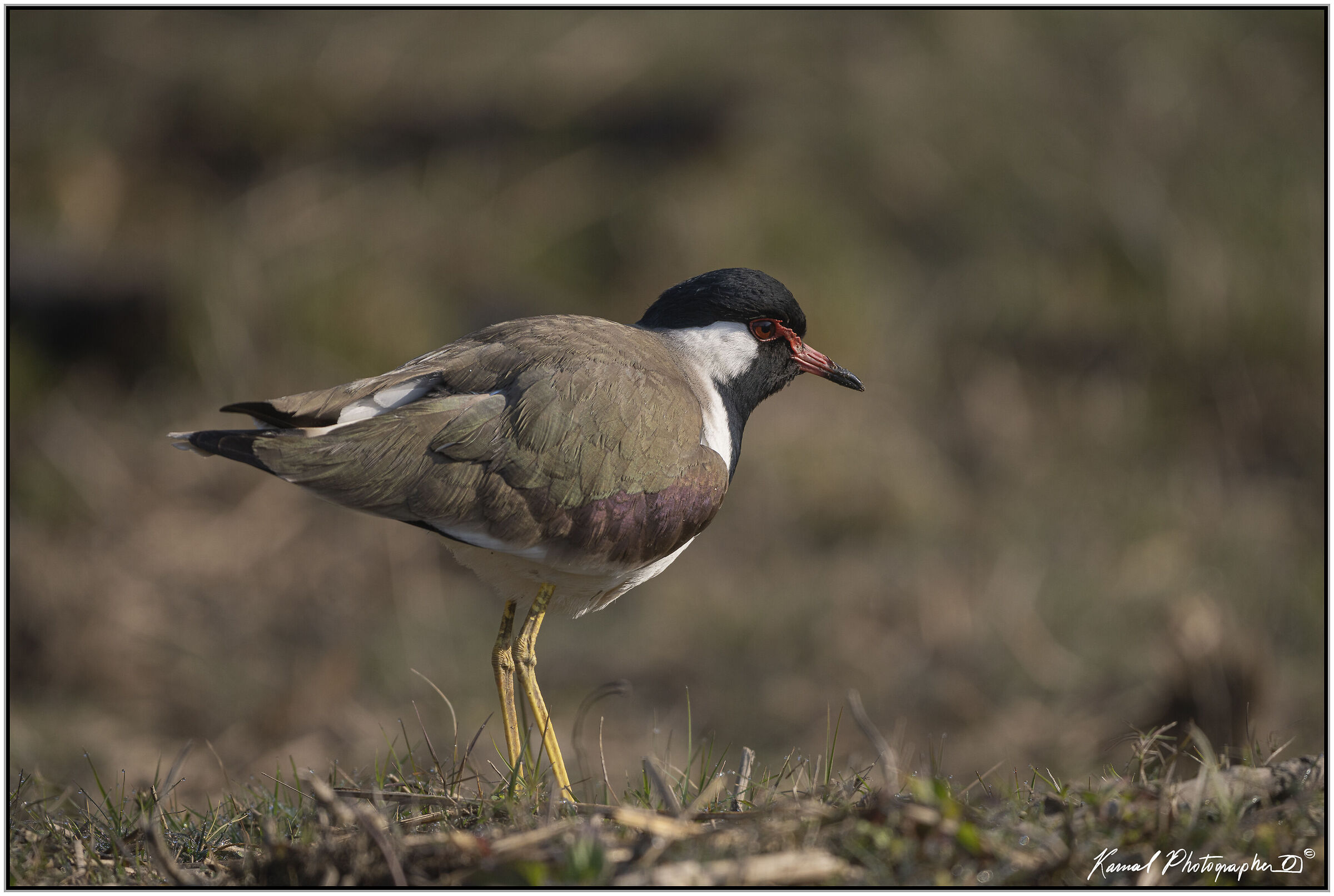 Indian lapwing (Vanellus indicus)