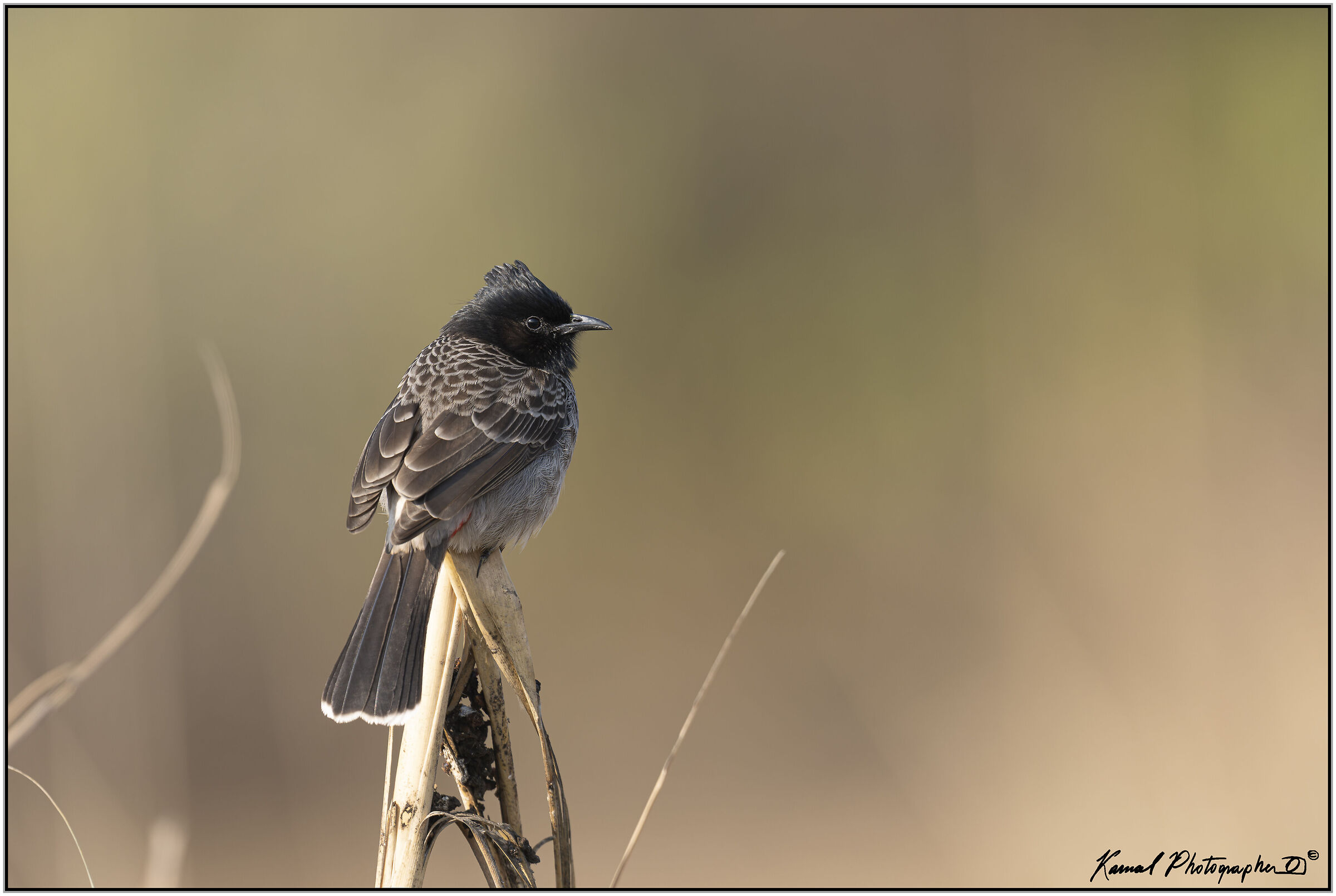 Birds Red-vent Bulbul (Pycnonotus cafer)