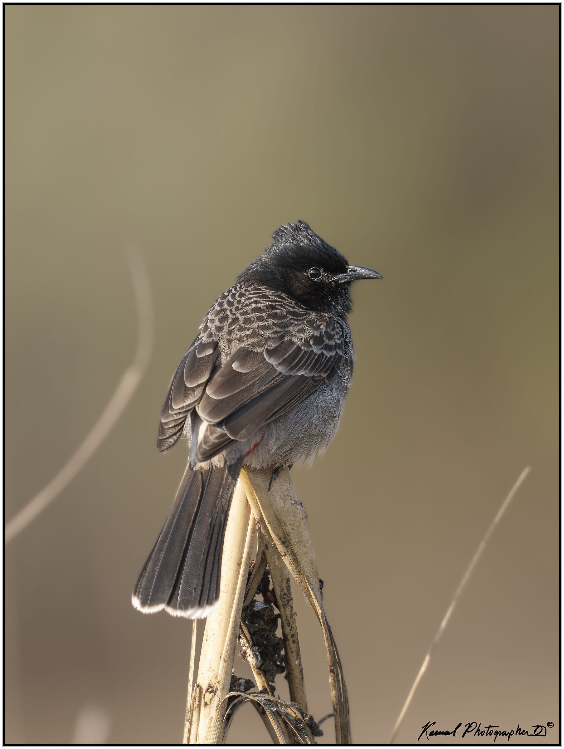 Red-vented bulbul (Pycnonotus cafer)
