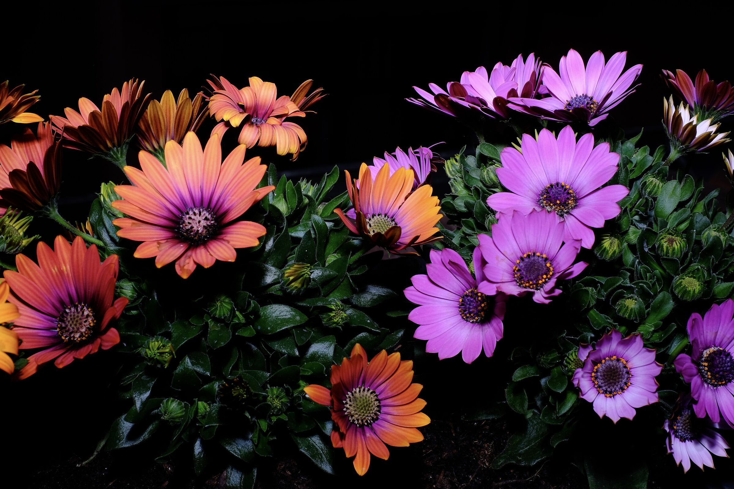 Vase of Flowers