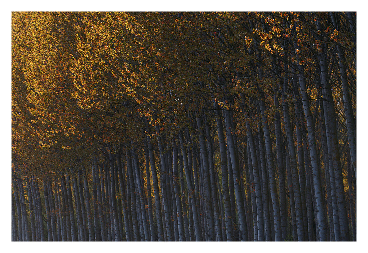 Estratti di primavera