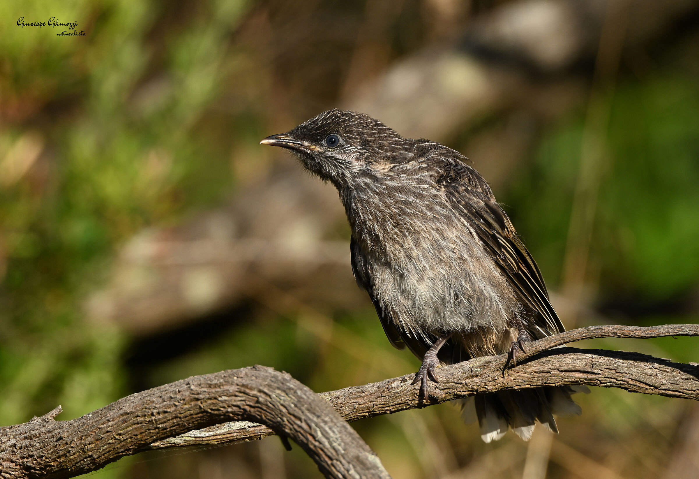 Bargigliuto di macchia. (jov)