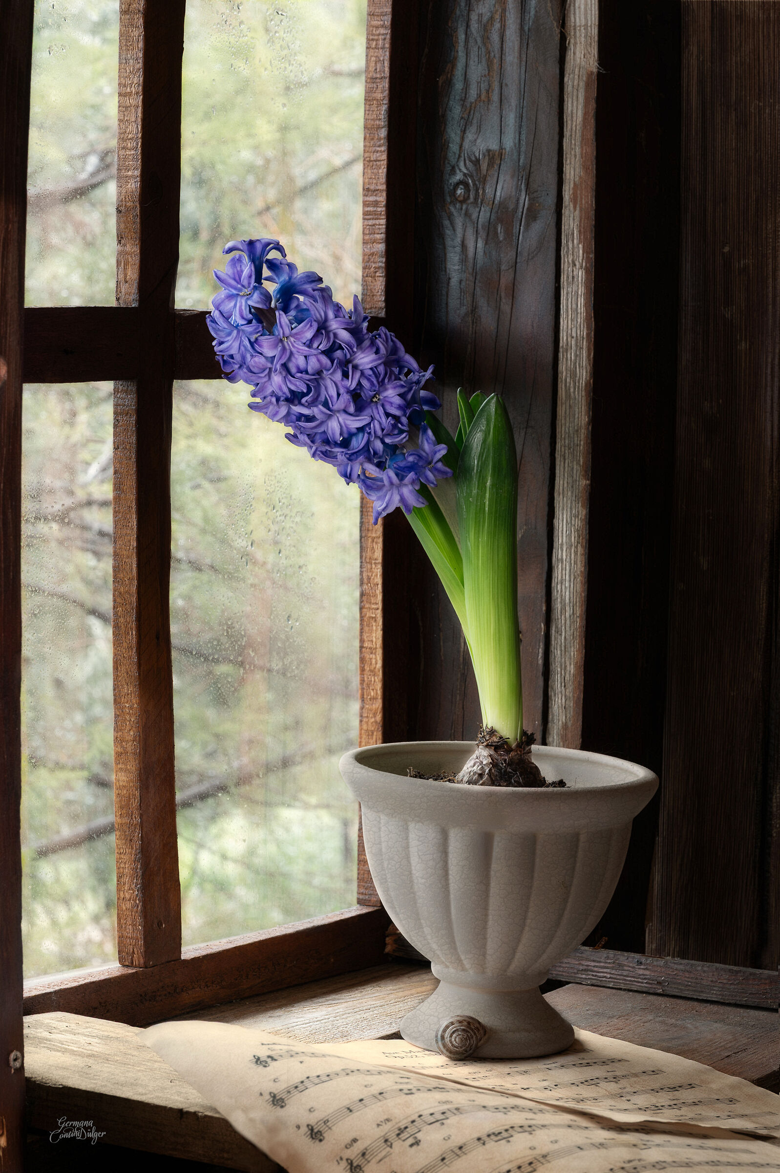 Window and hyacinth