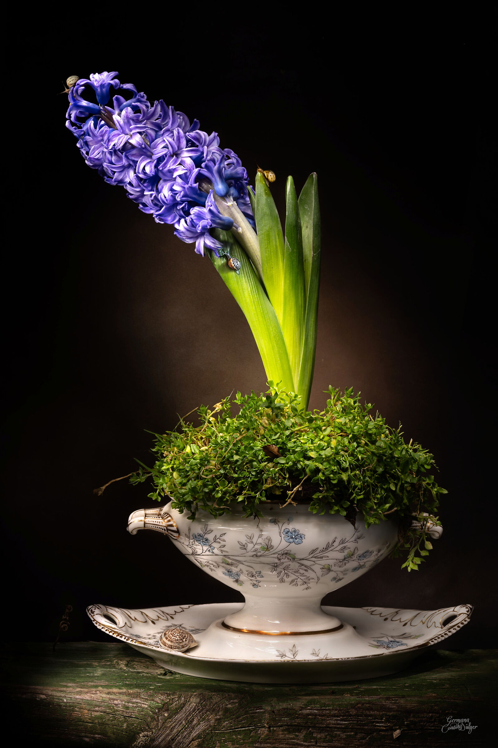 Hyacinth in a tureen