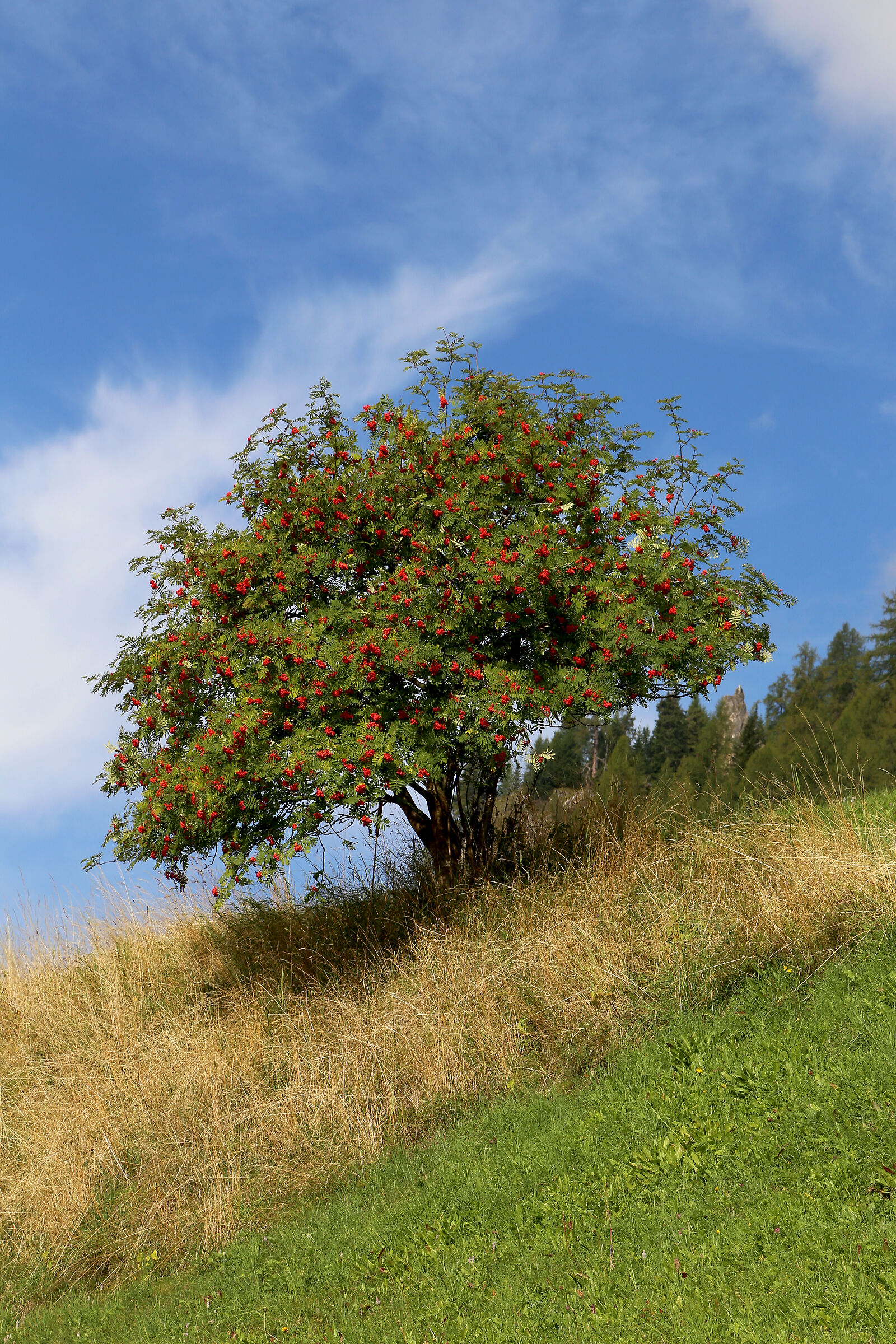 La magia del sorbo fiorito