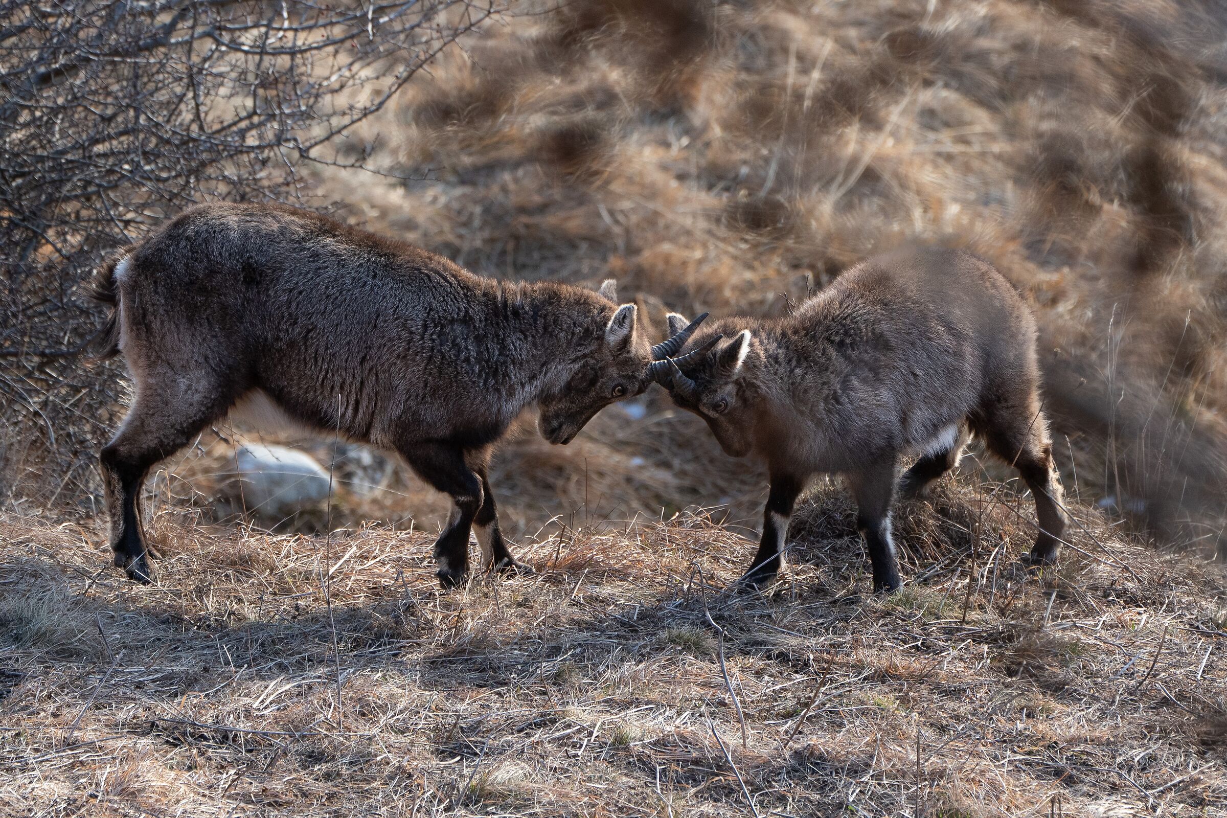 Young Ibex