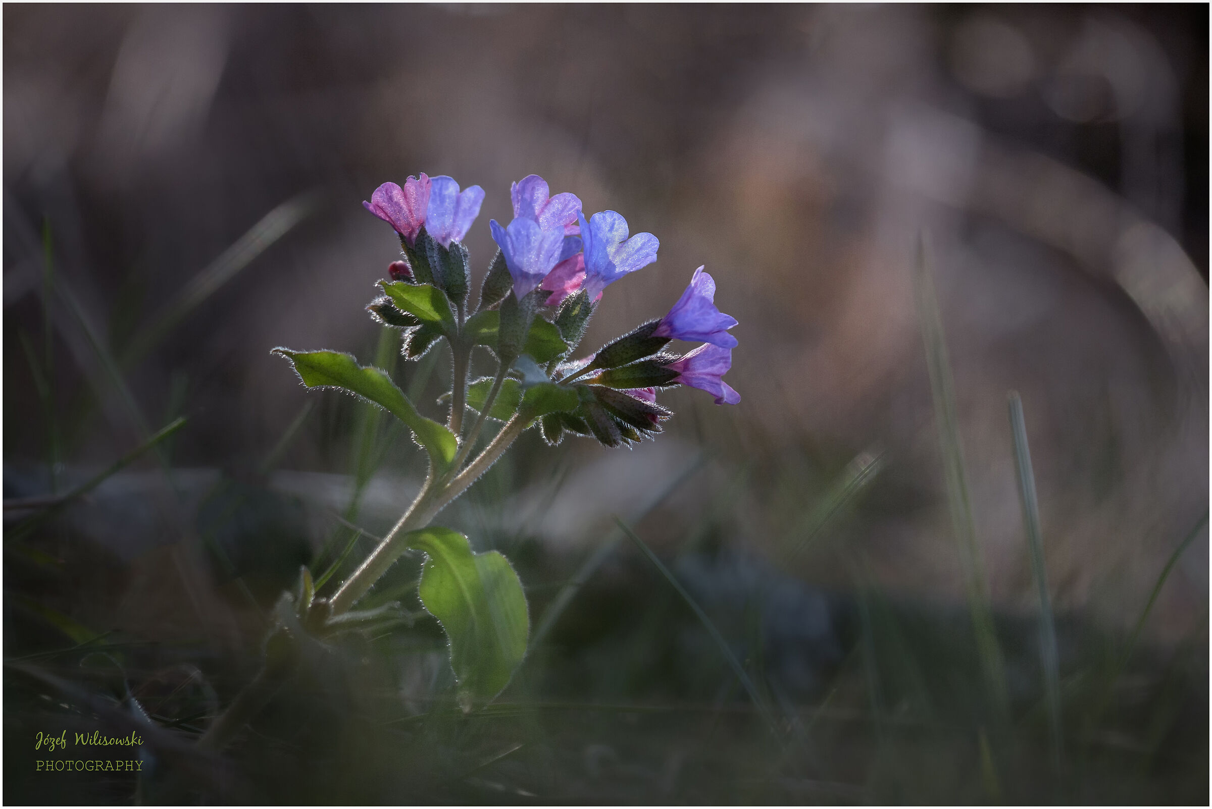 Untitled Photo