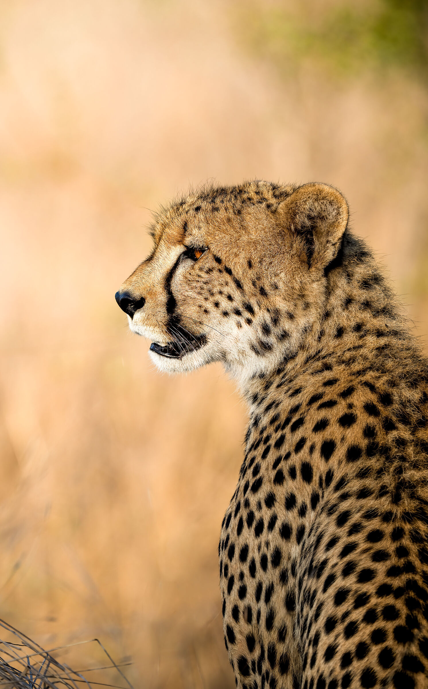 cheetah