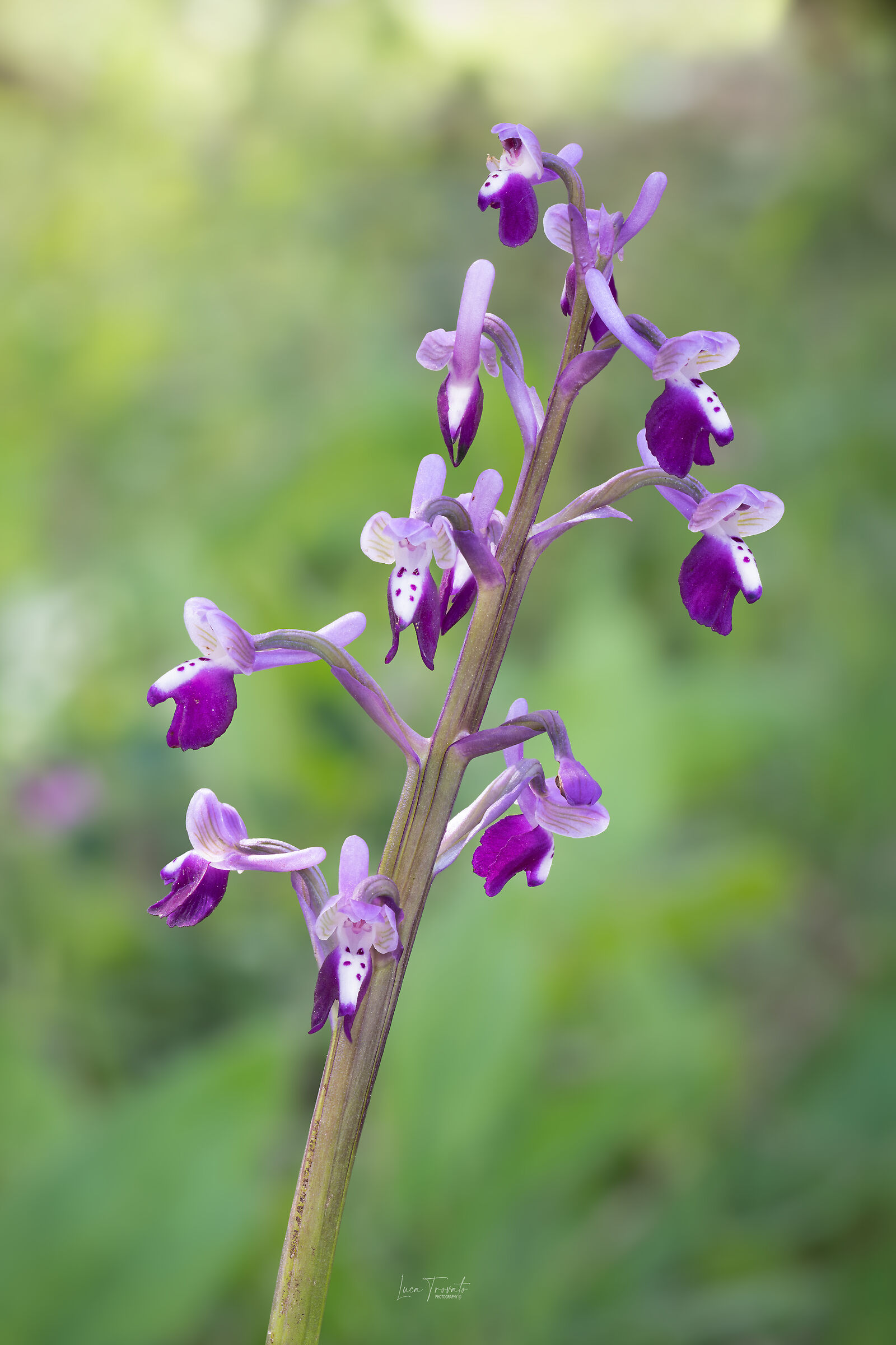 Anacamptis Longicornu.