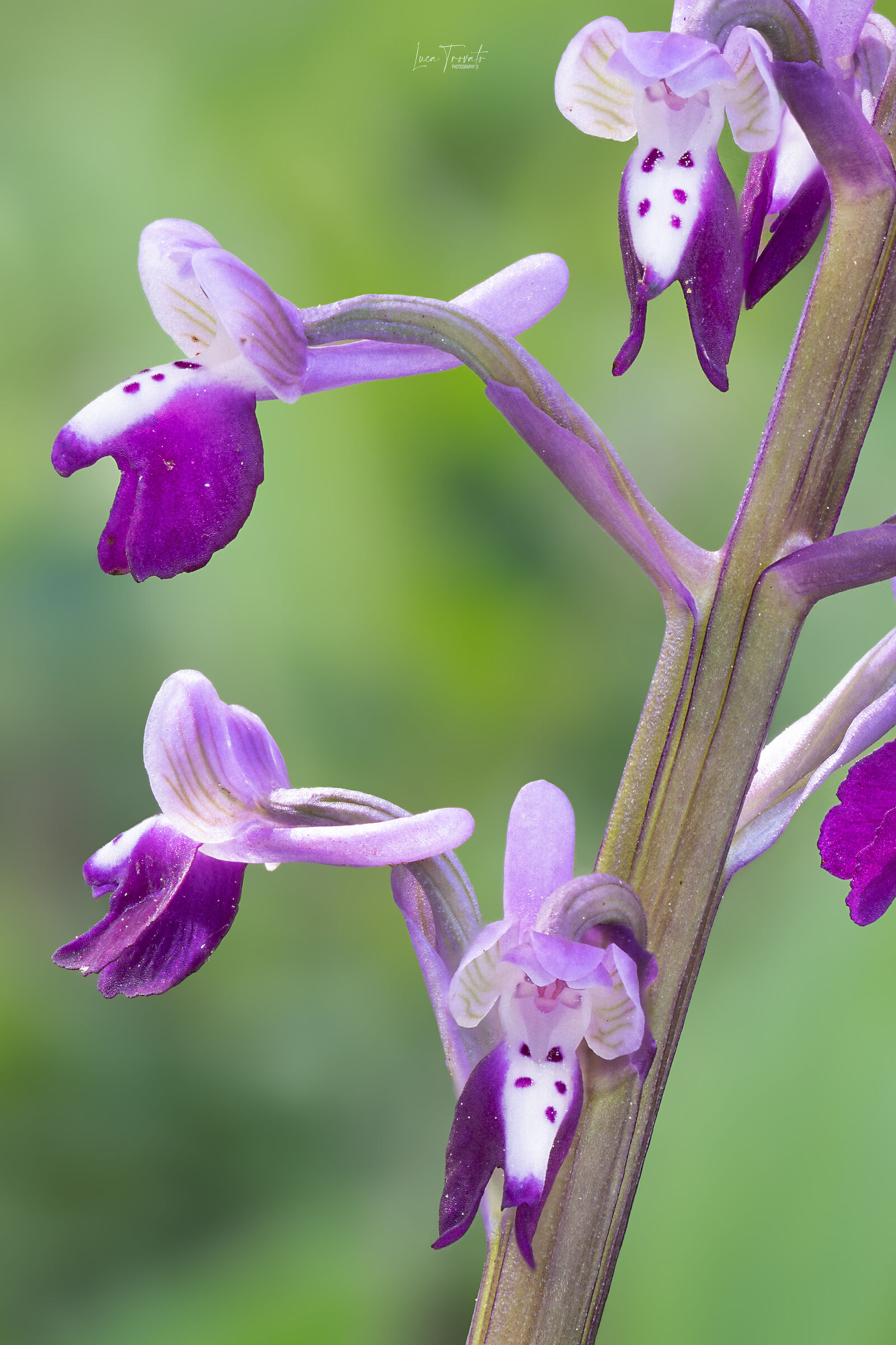 Anacamptis Longicornu (Details)