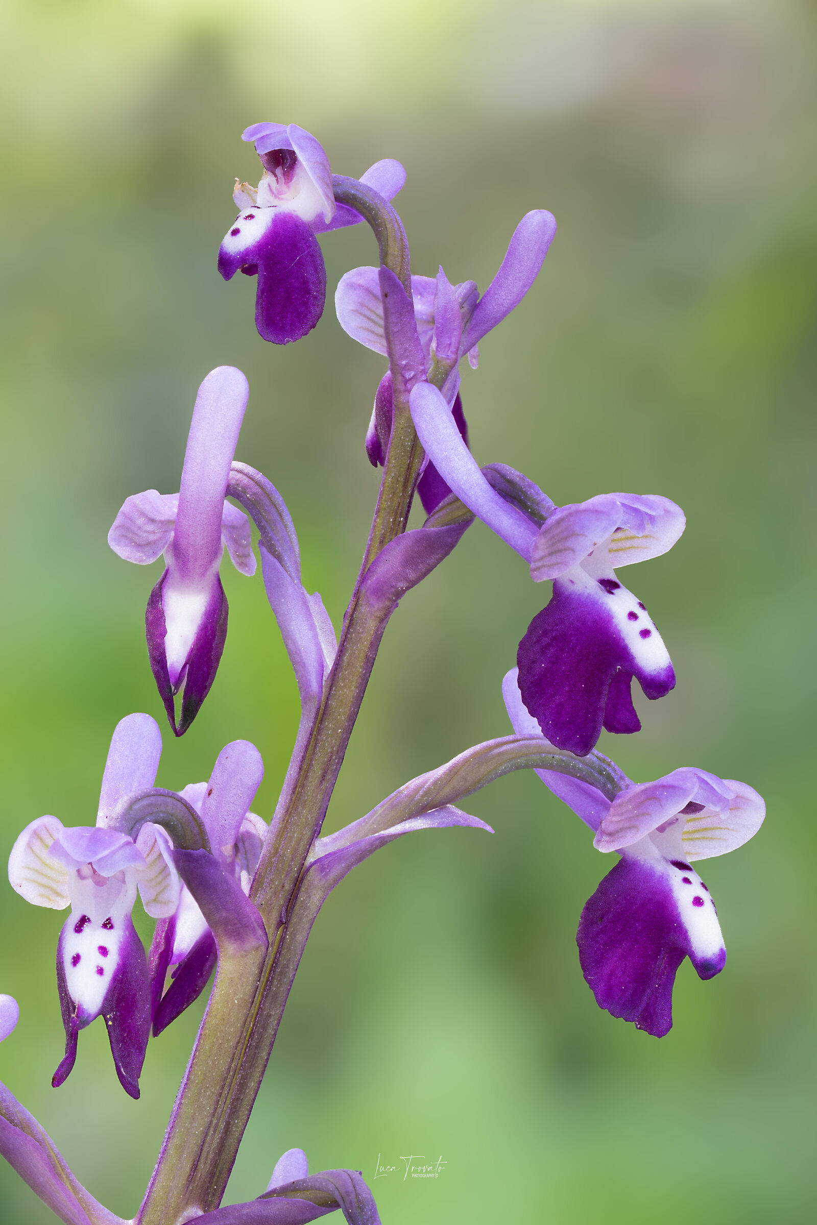 Anacamptis Longicornu (Details)