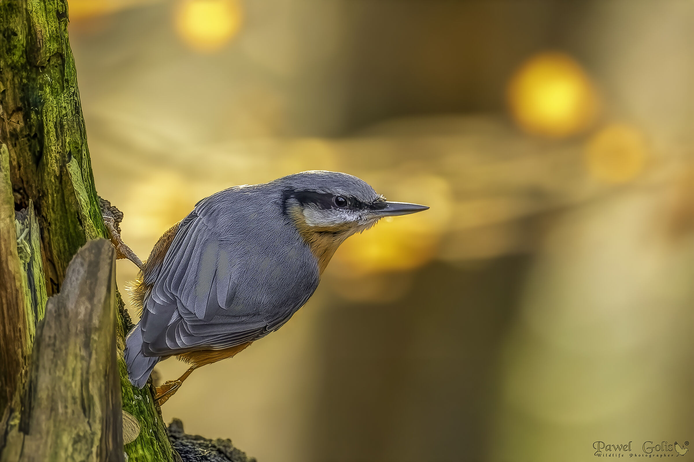 Sitta europaea (Sitta europaea)