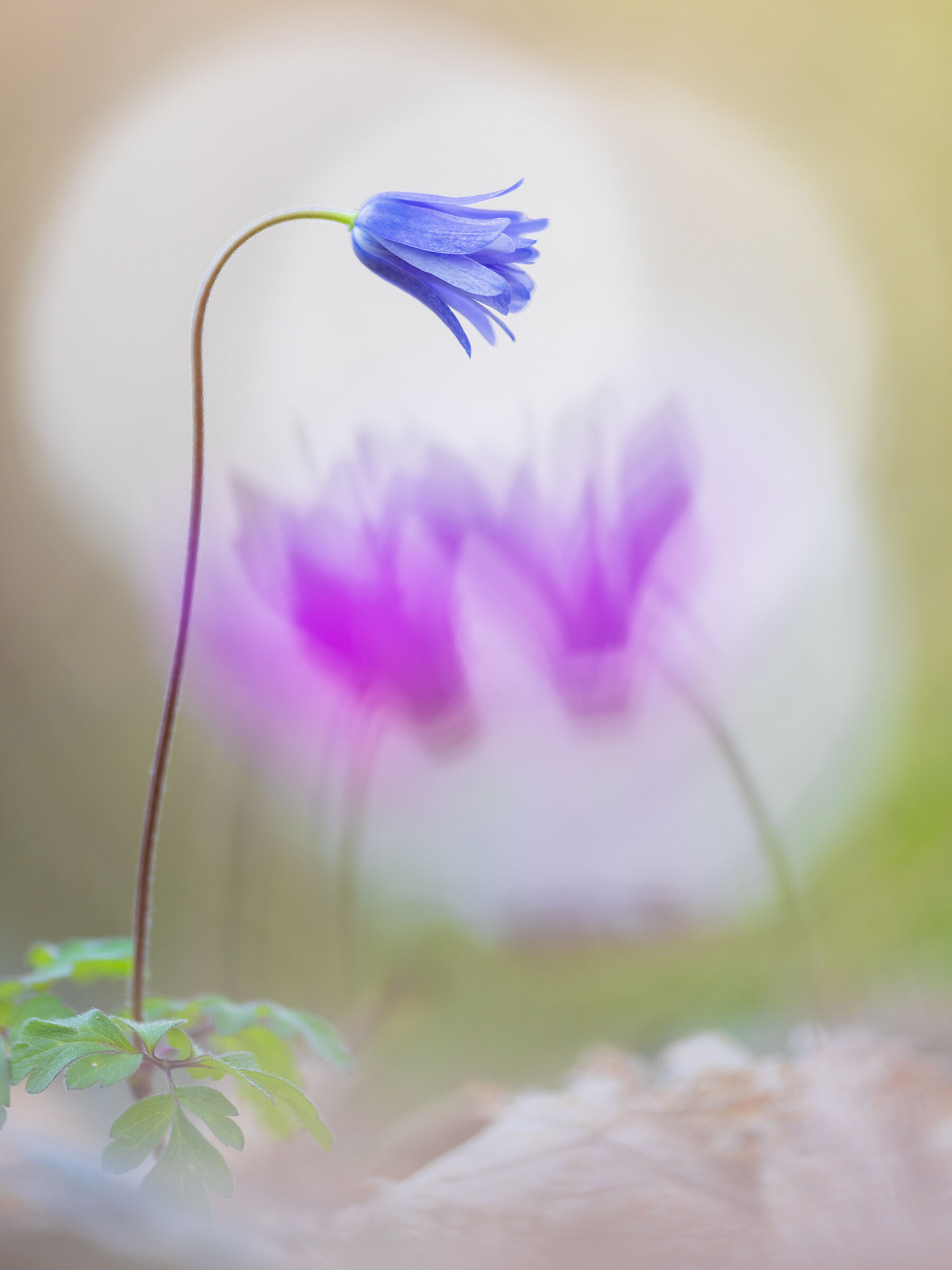 Anemone apennine