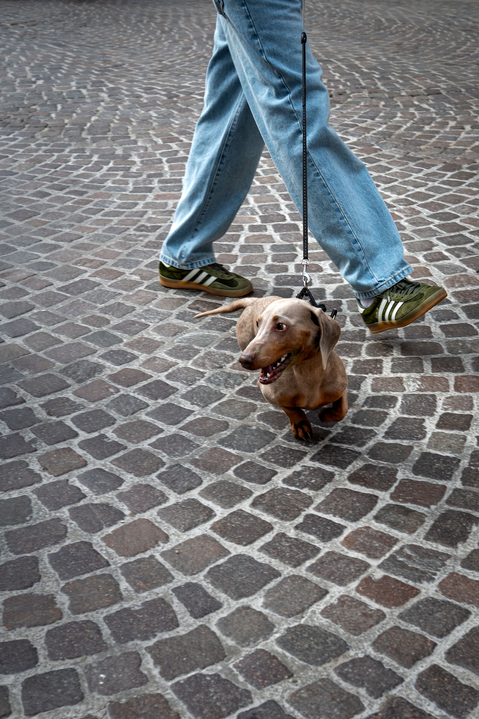 Dachshund walking