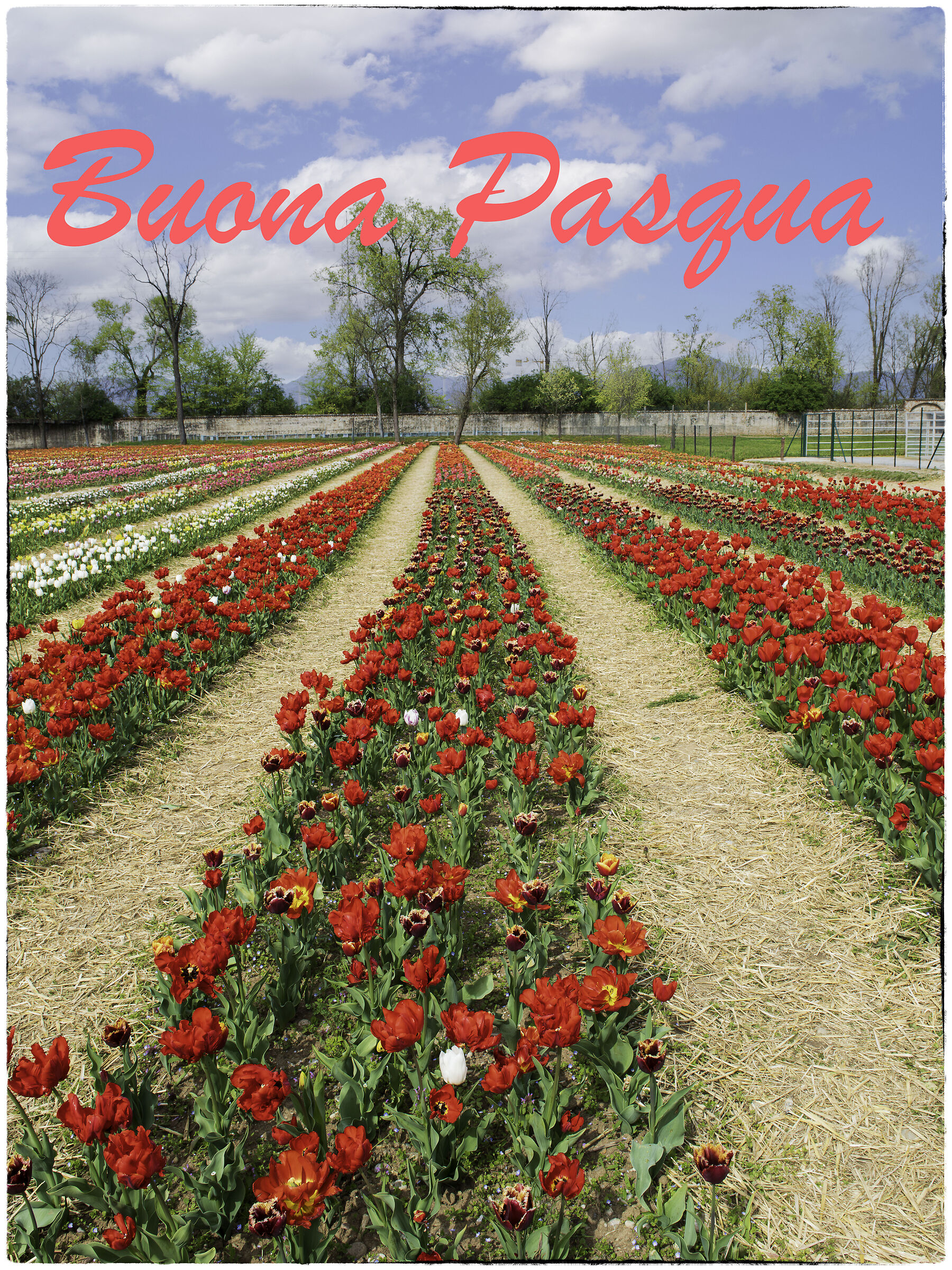 A Happy Easter of colors to all