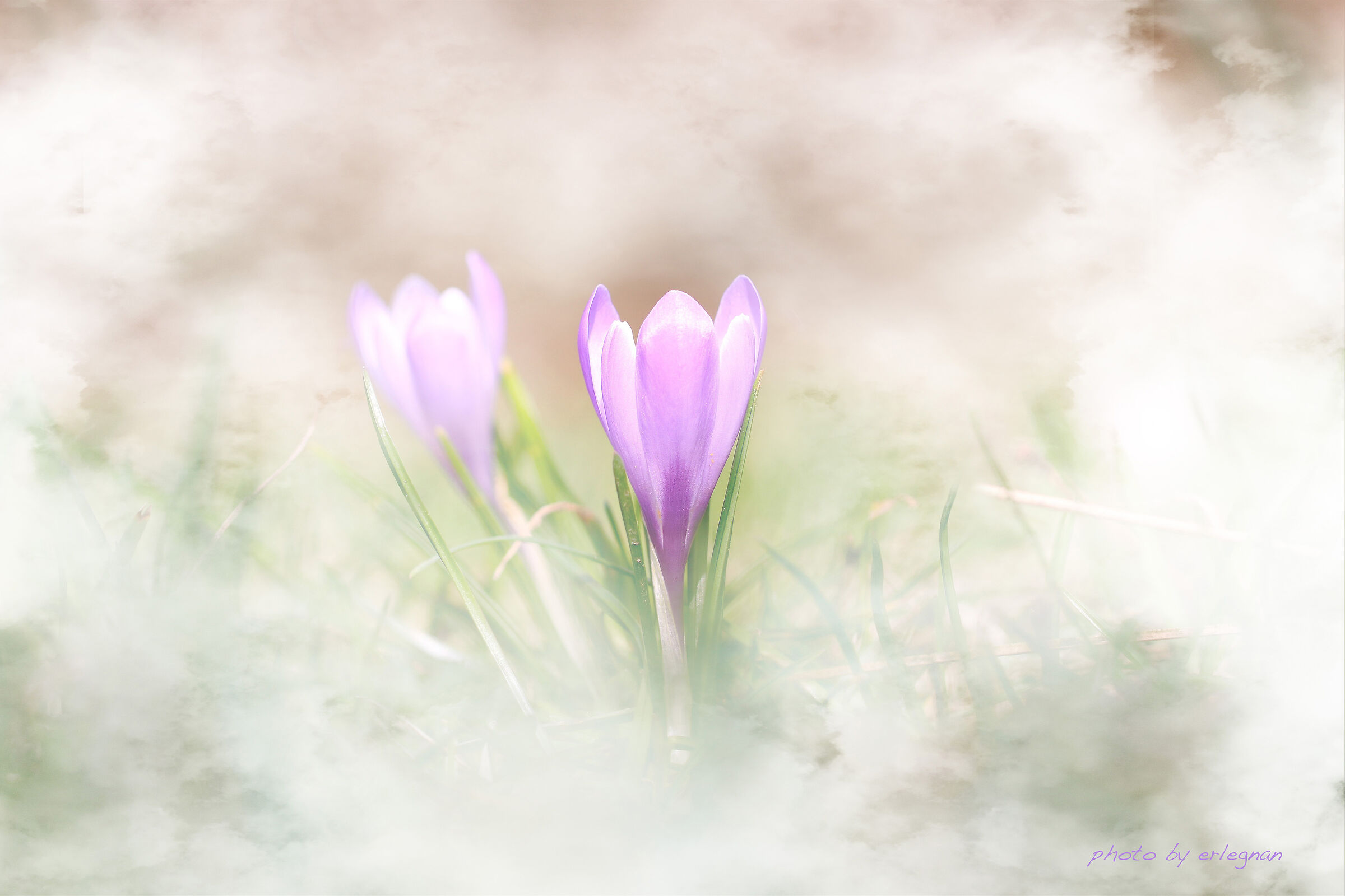 Crocus 26