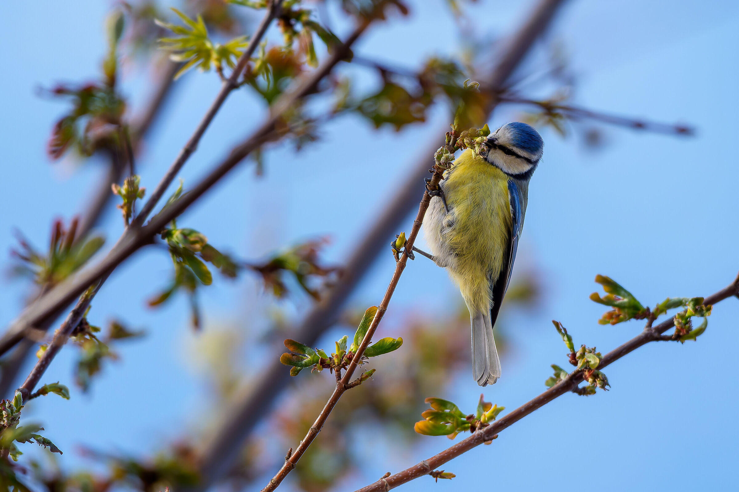 Always nice the "blue tits"