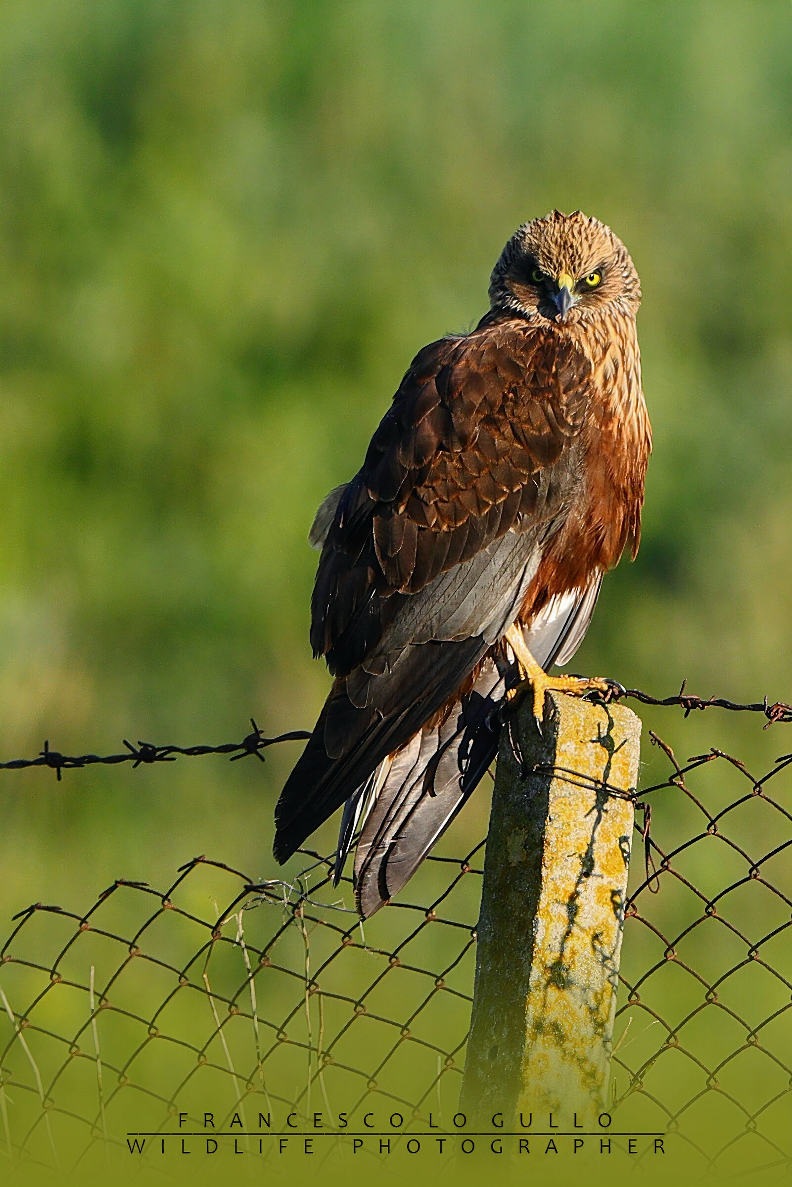 Male Marsh Harrier