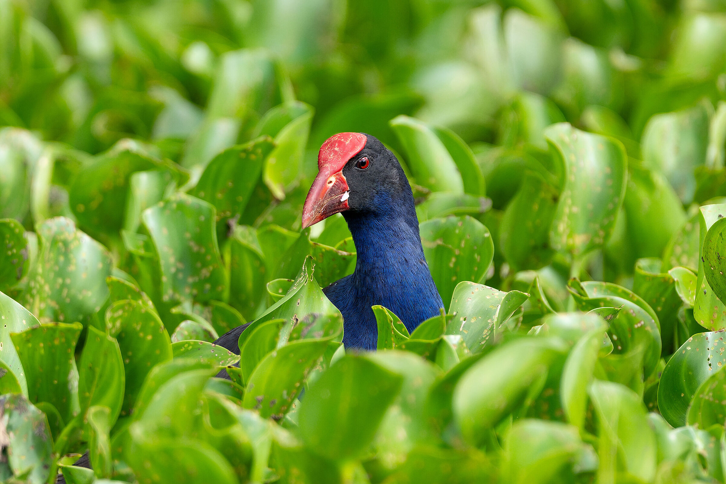 Australian swamphen (Porphyrio melanotus)