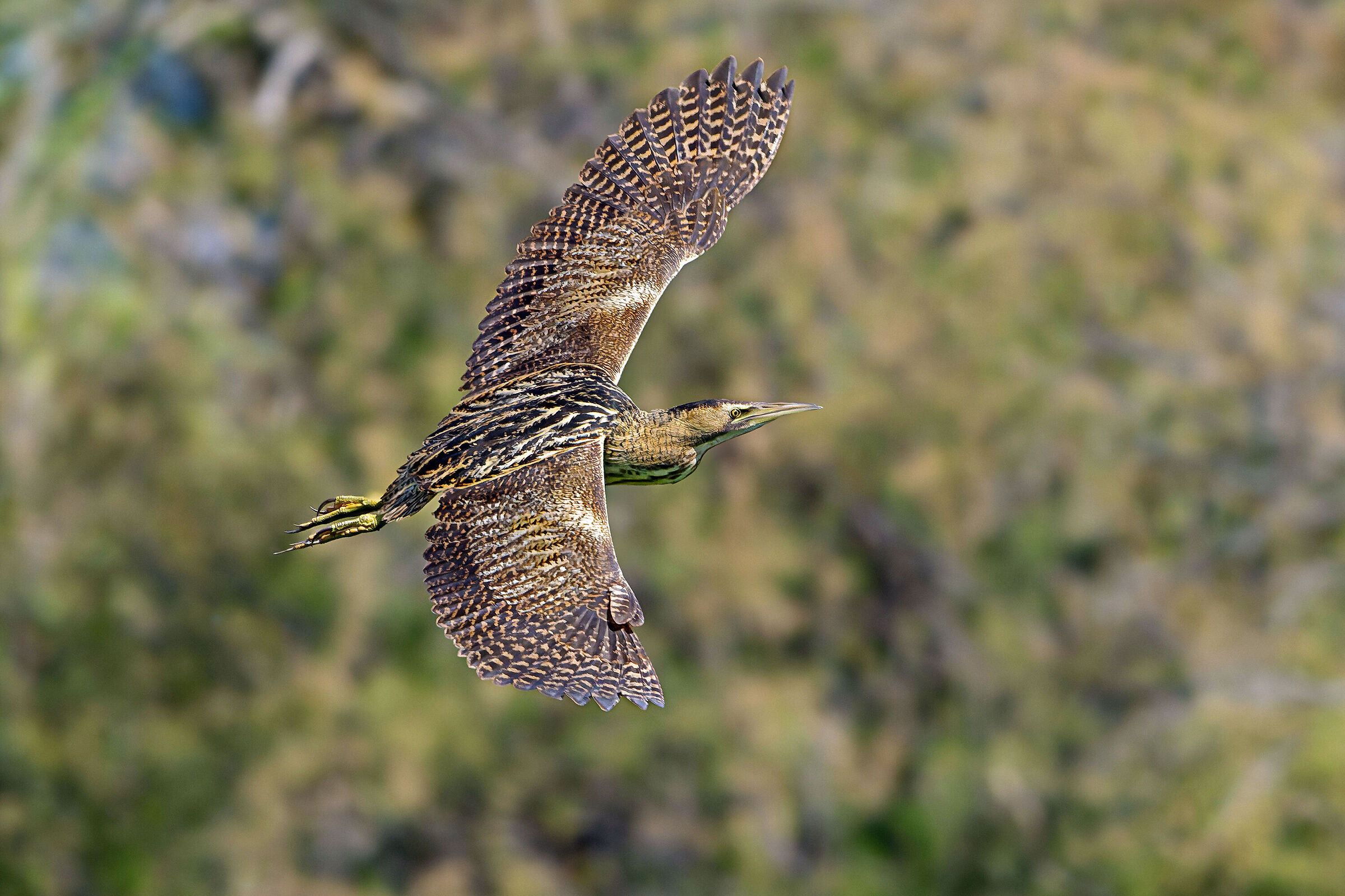 Migrating bittern