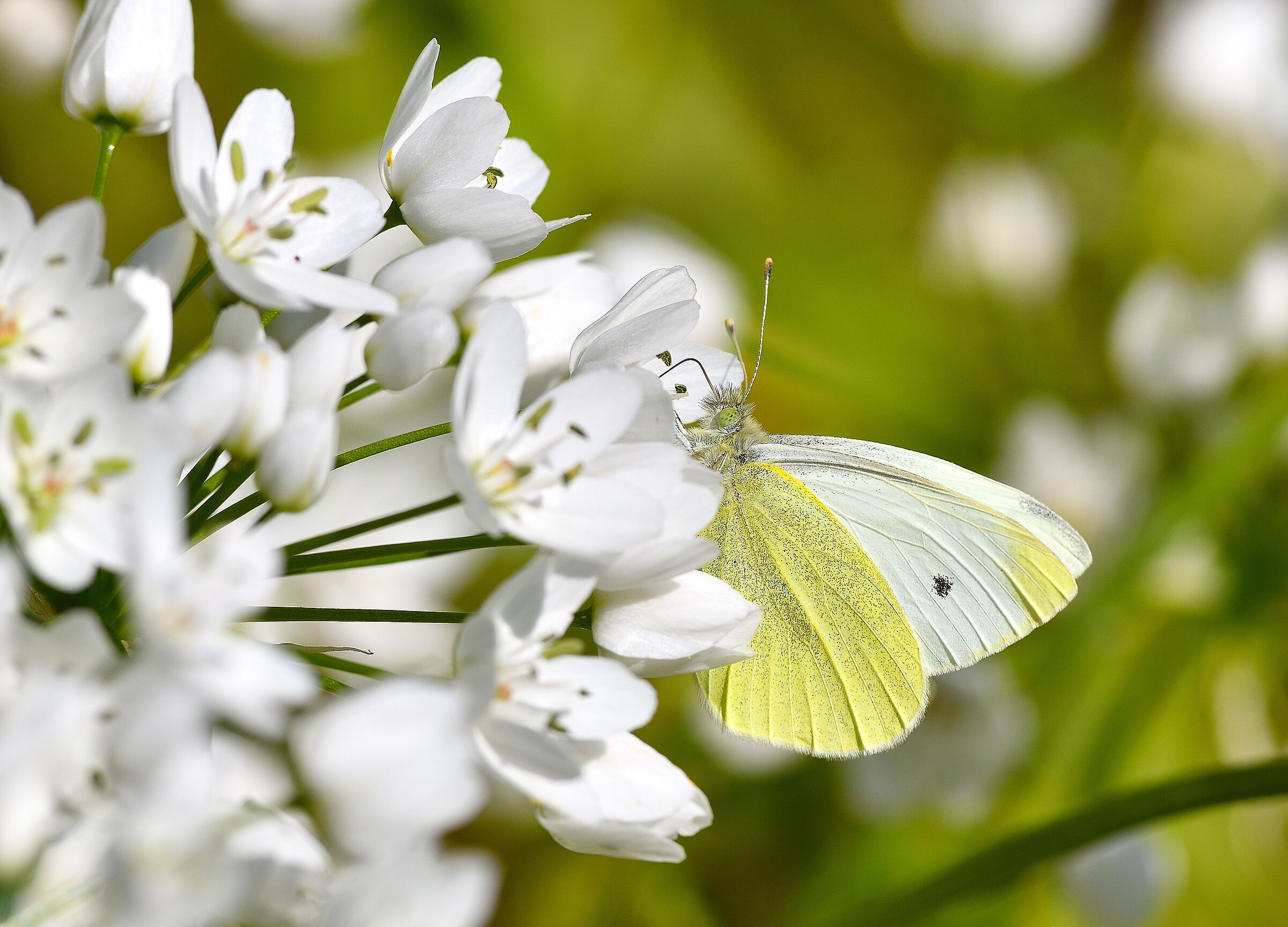 Pieris rapae