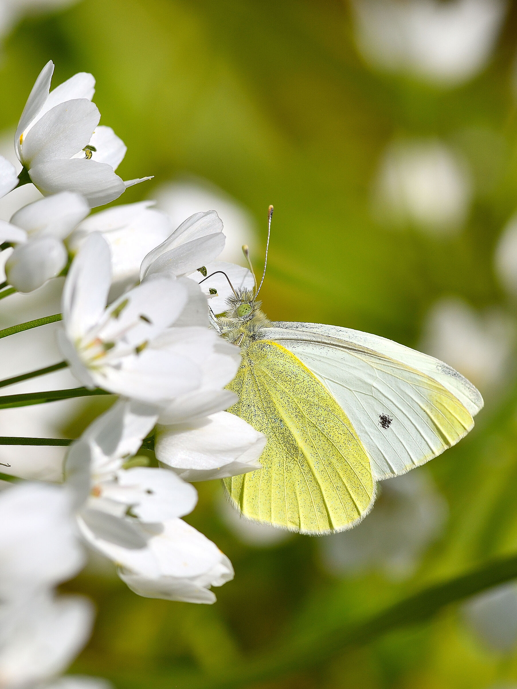 Pieris Rapae