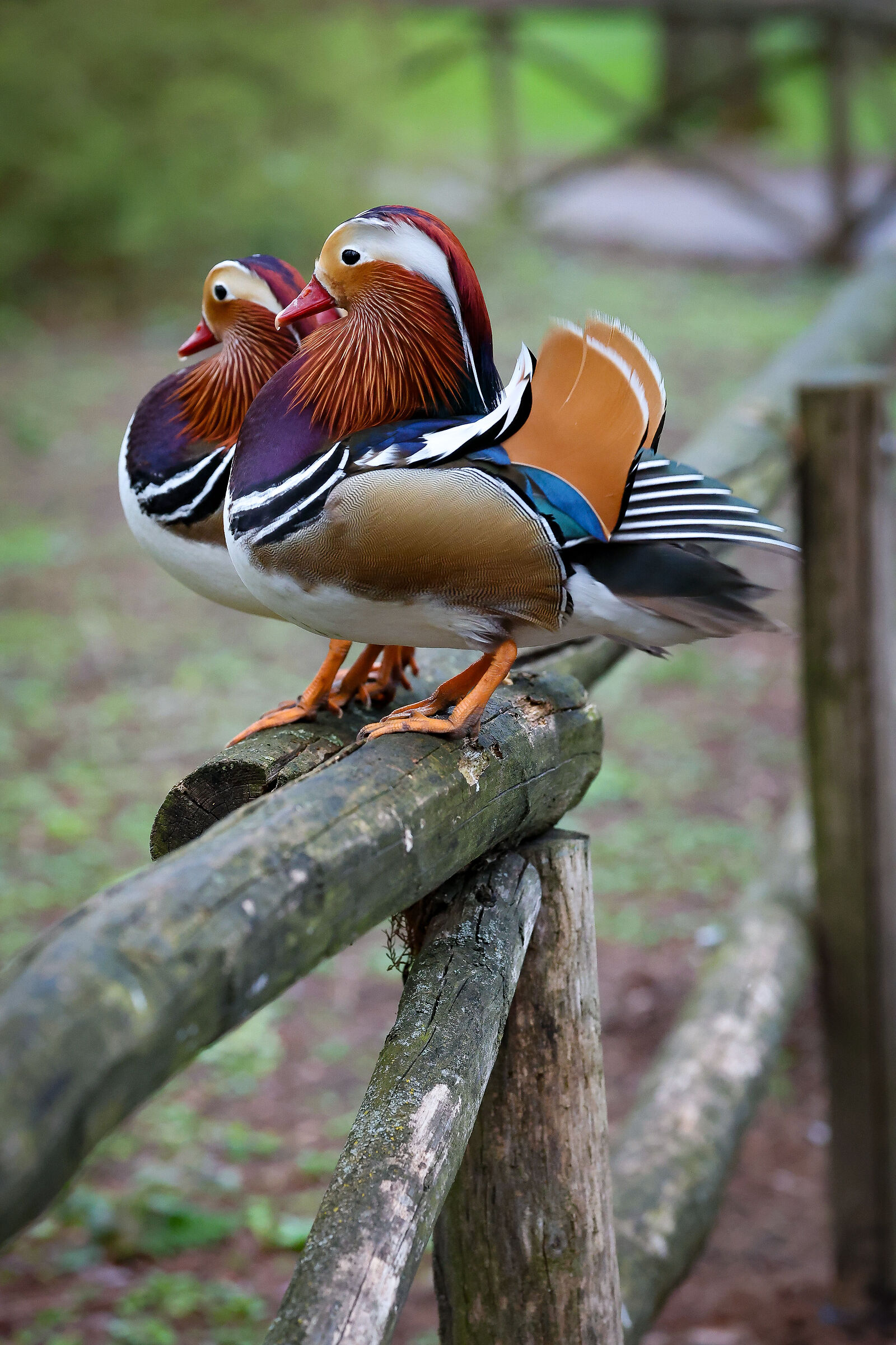 Mandarin duck