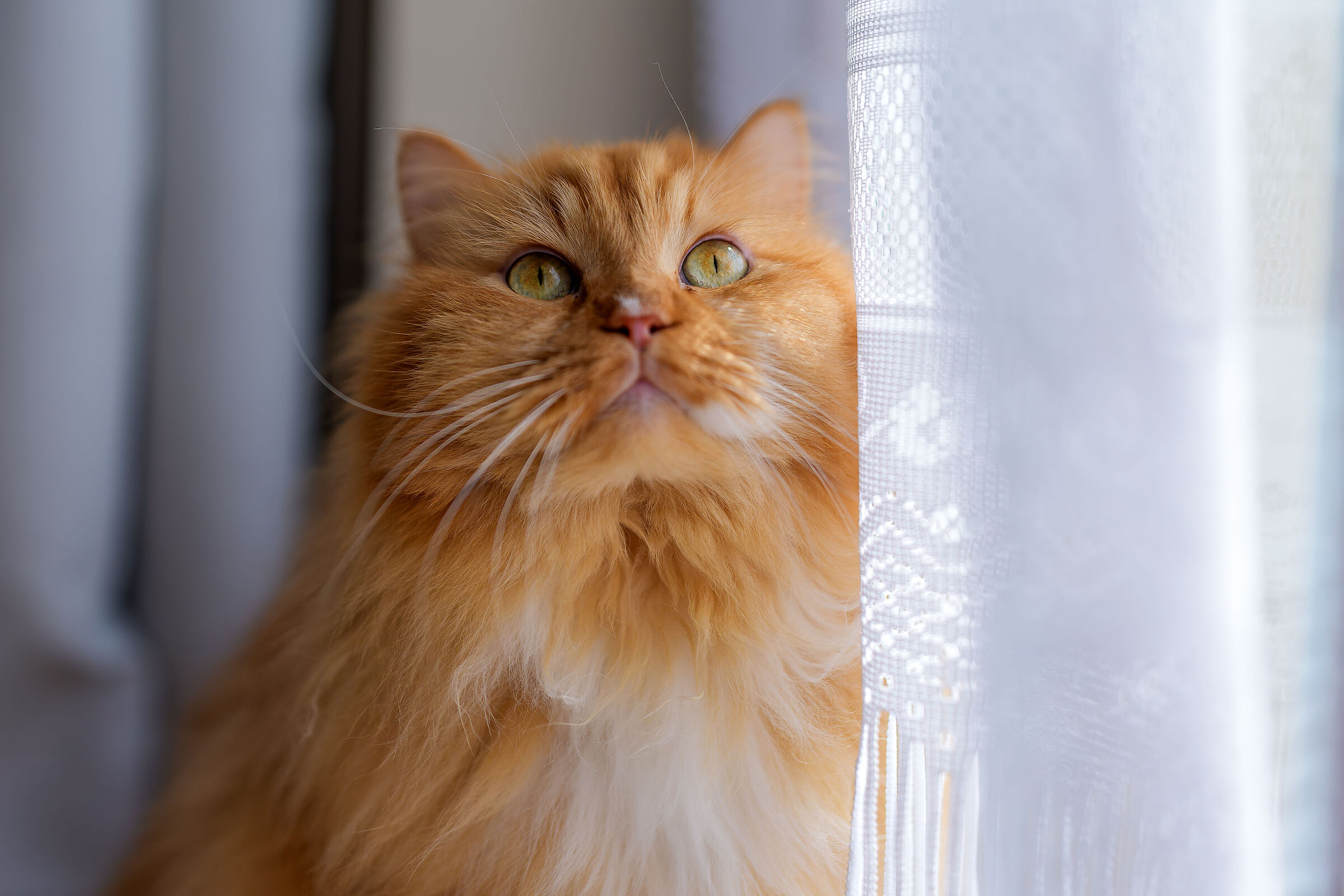 Do you open the balcony door for me?