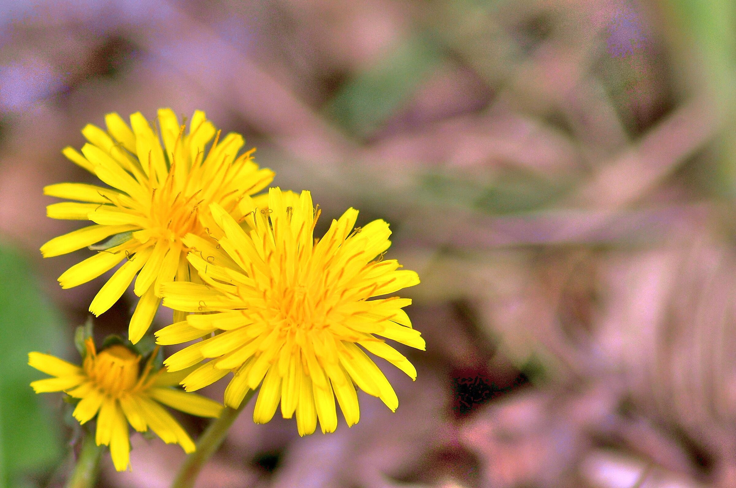 Yellow flowers
