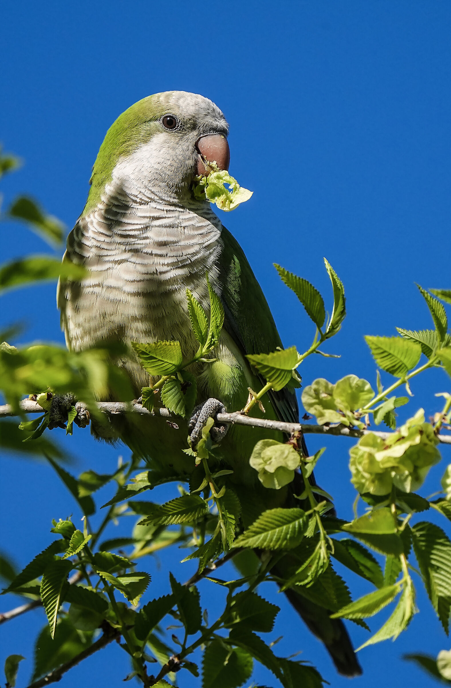 The parakeet